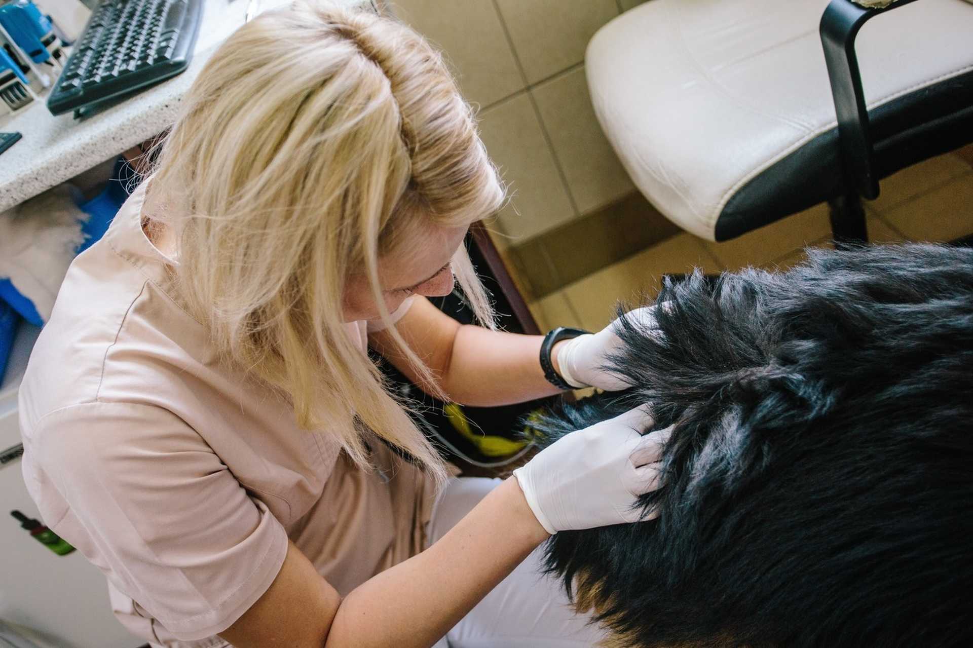Szombathelyi állatorvos