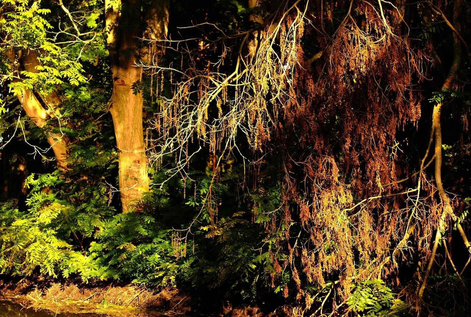 Kámoni arborétum