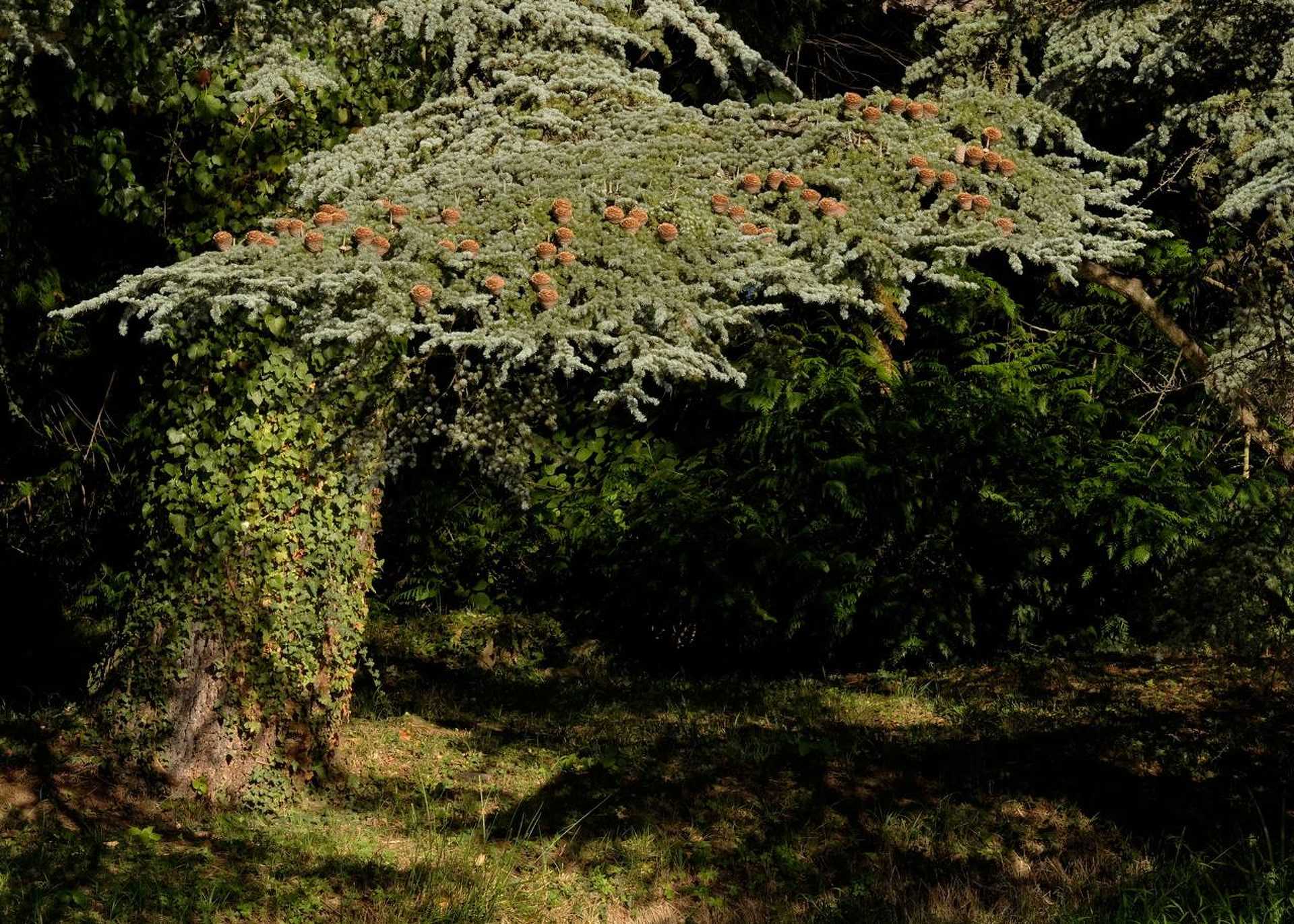 Kámoni arborétum