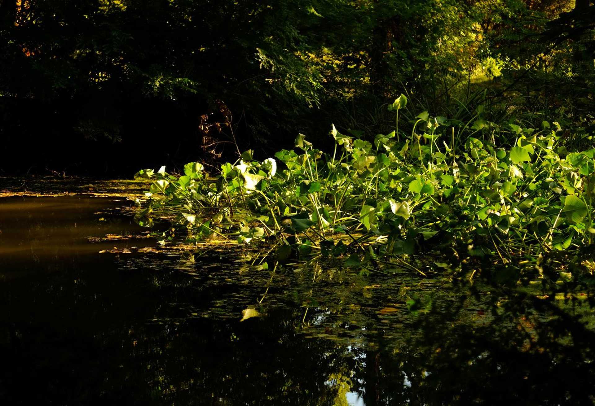 Kámoni arborétum
