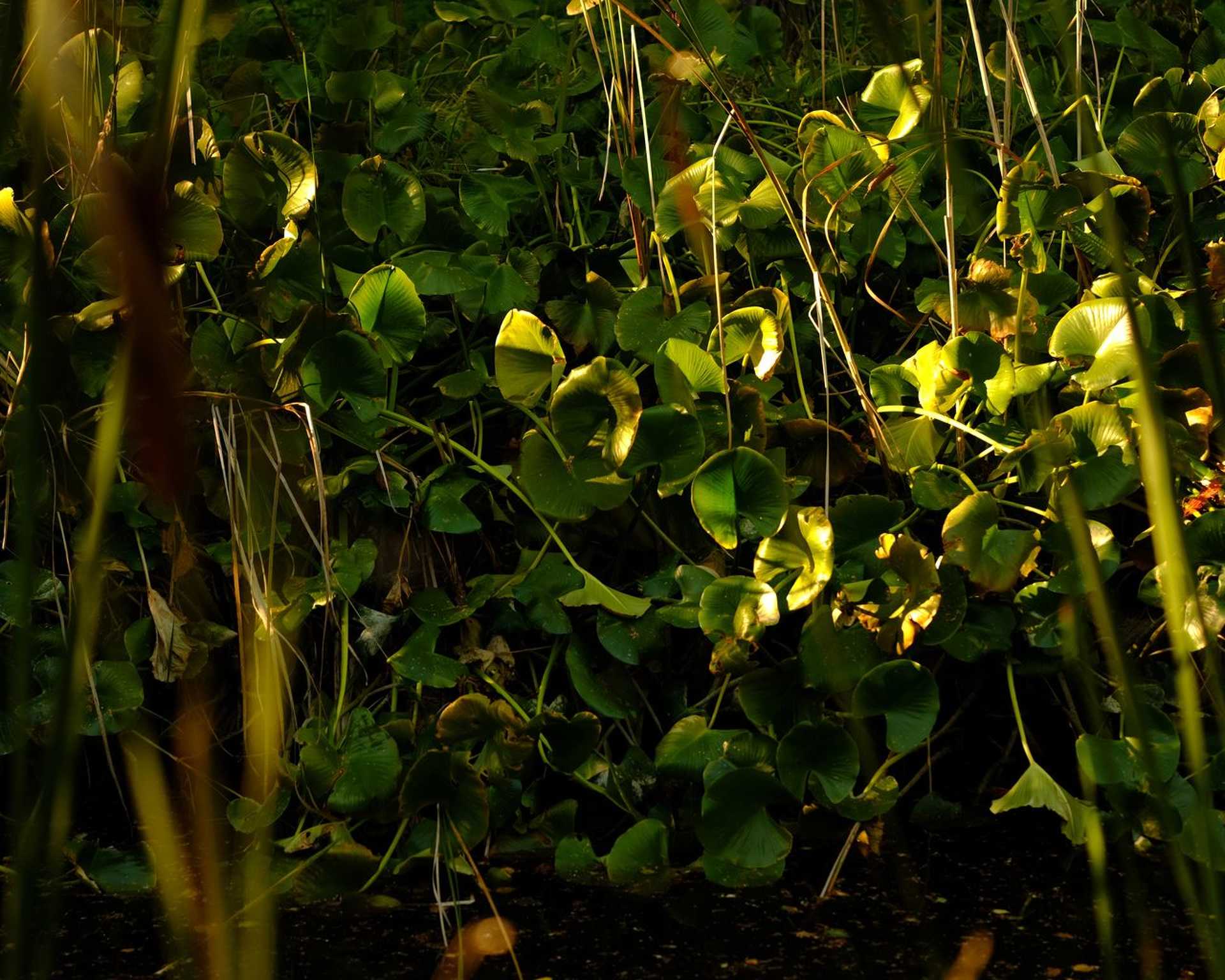 Kámoni arborétum
