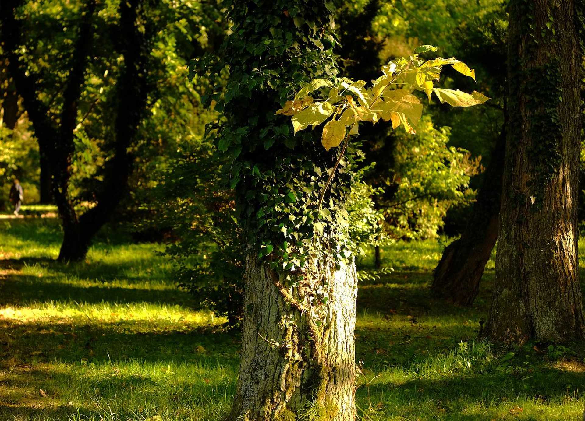 Kámoni arborétum