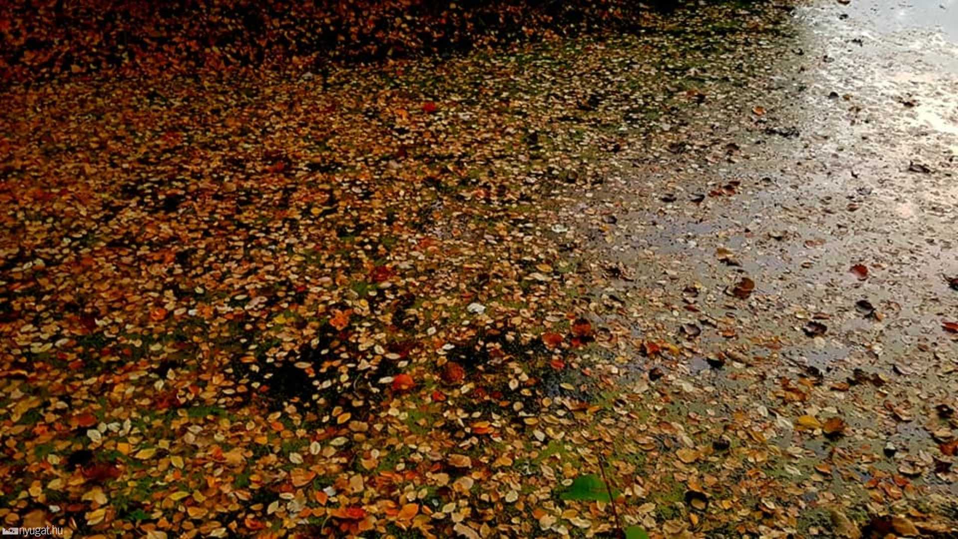 Őszikék az arborétumban