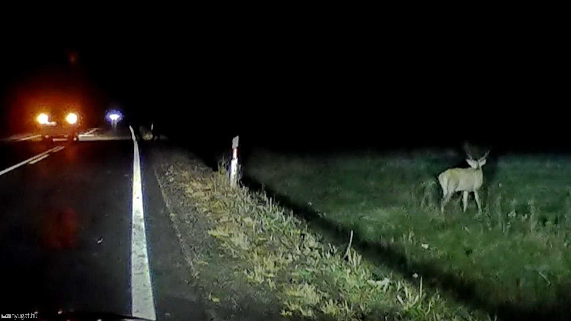 Felkelt és elsétált a 89-esen elgázolt szarvas