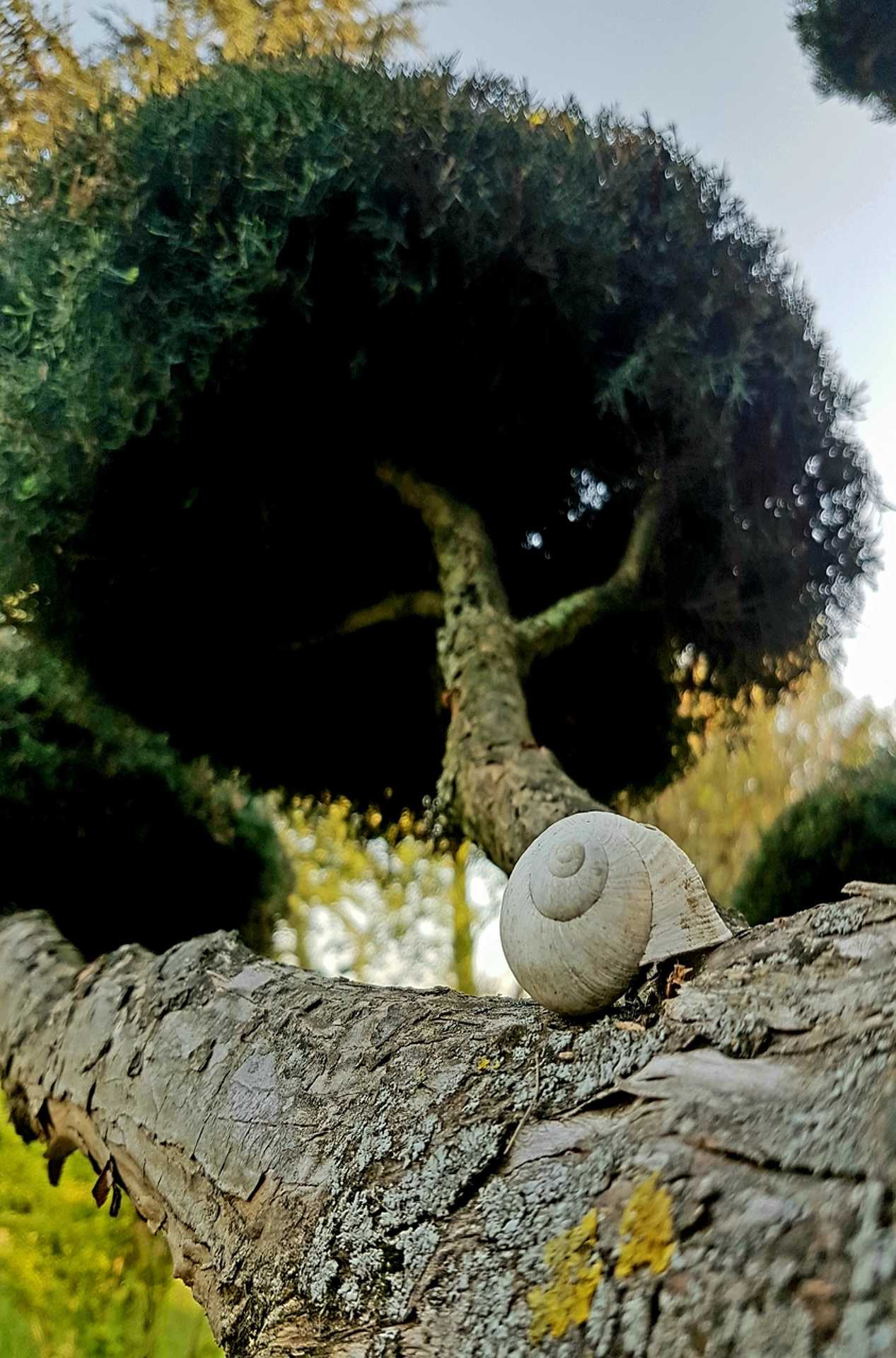 arborétum