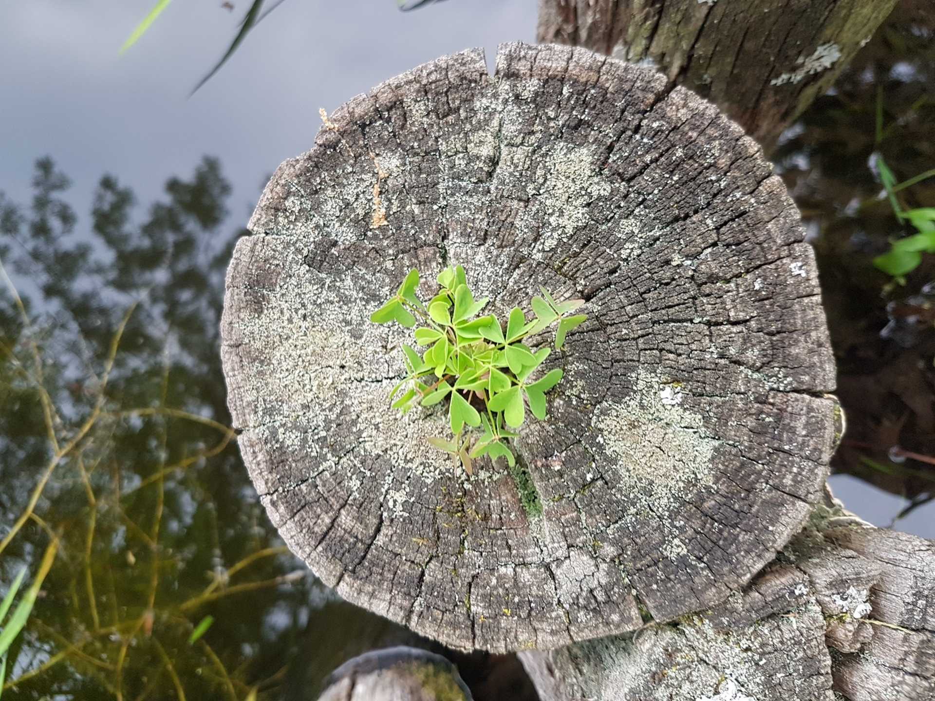 arborétum