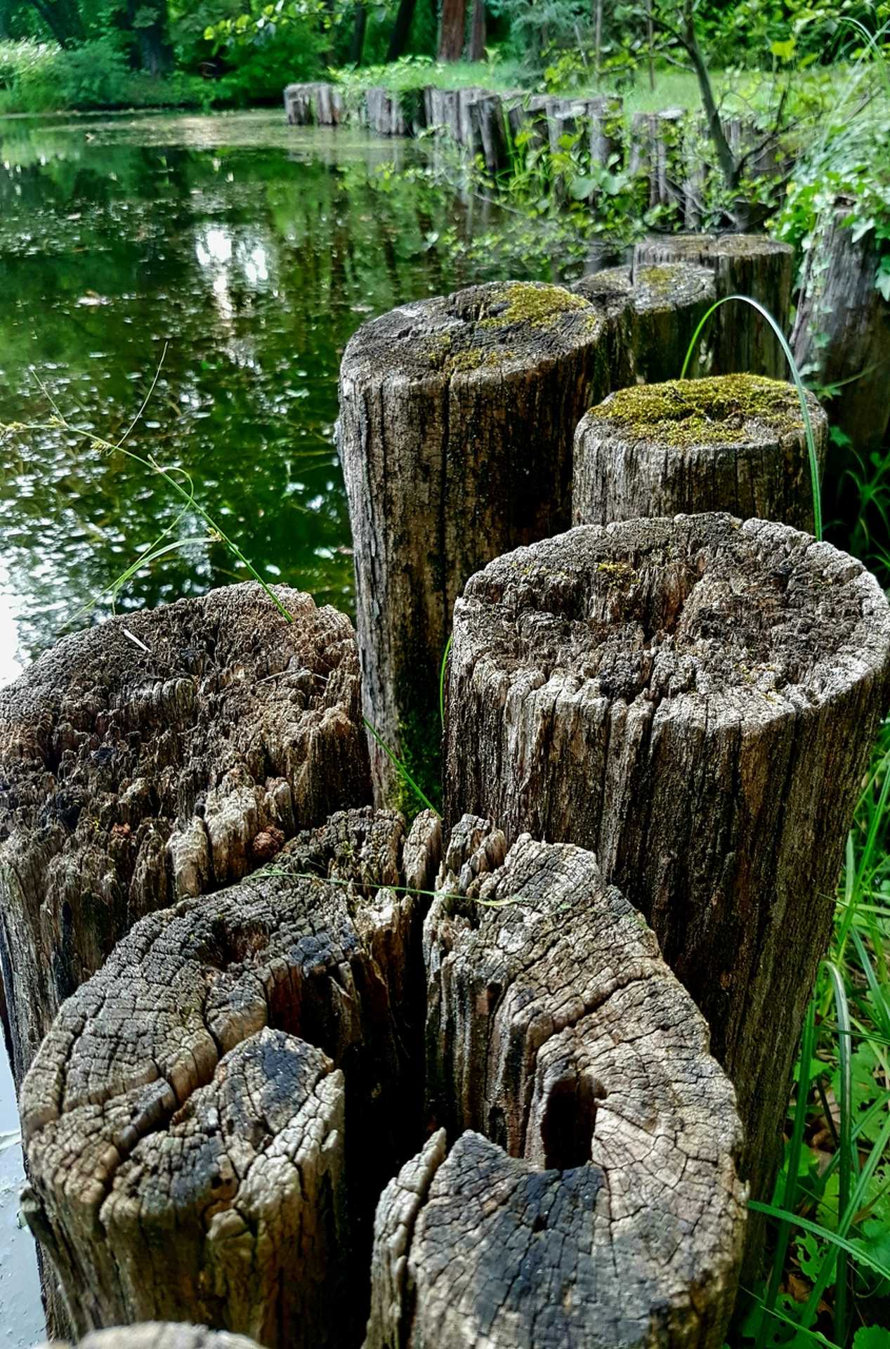 arborétum