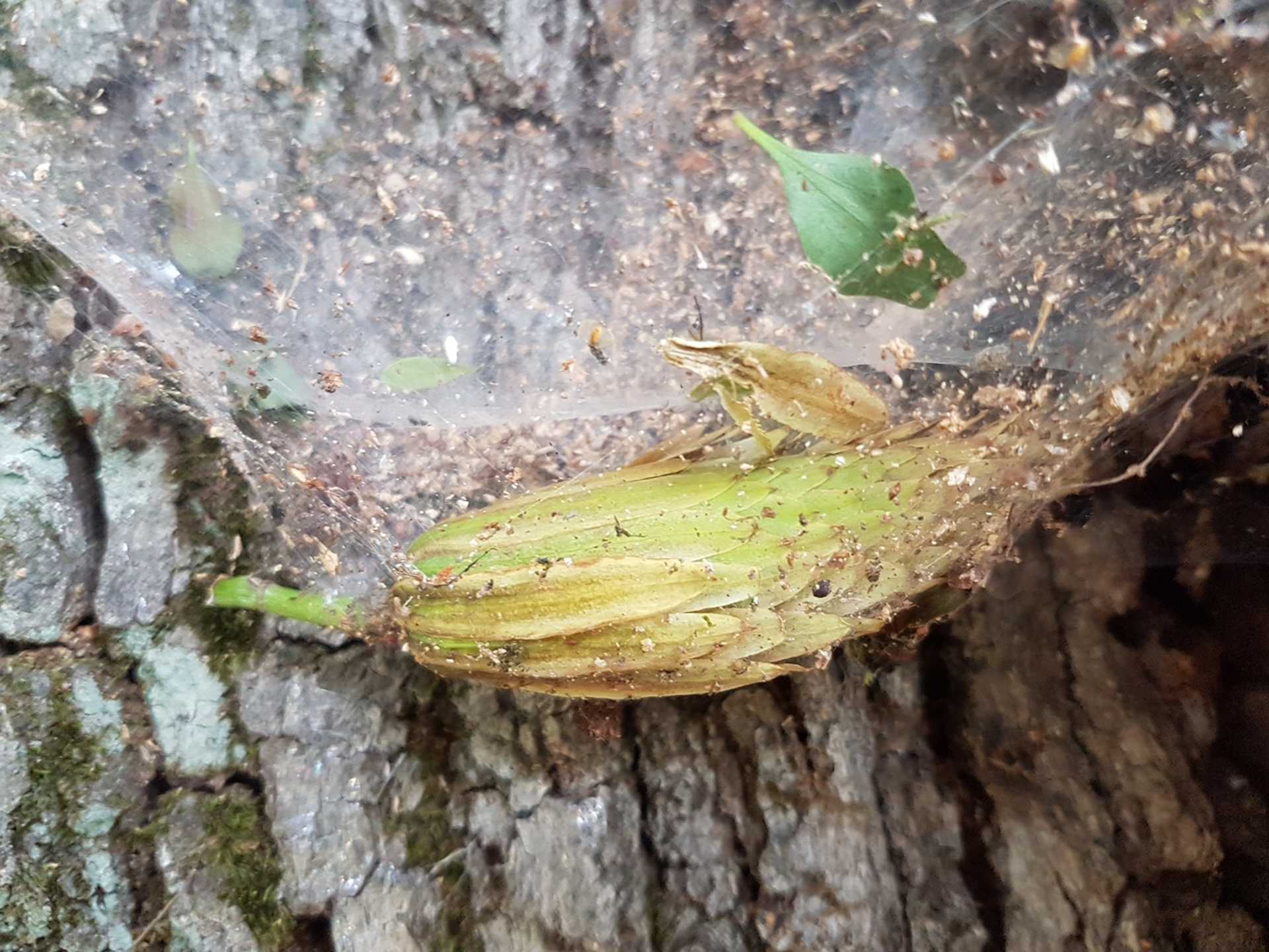 arborétum
