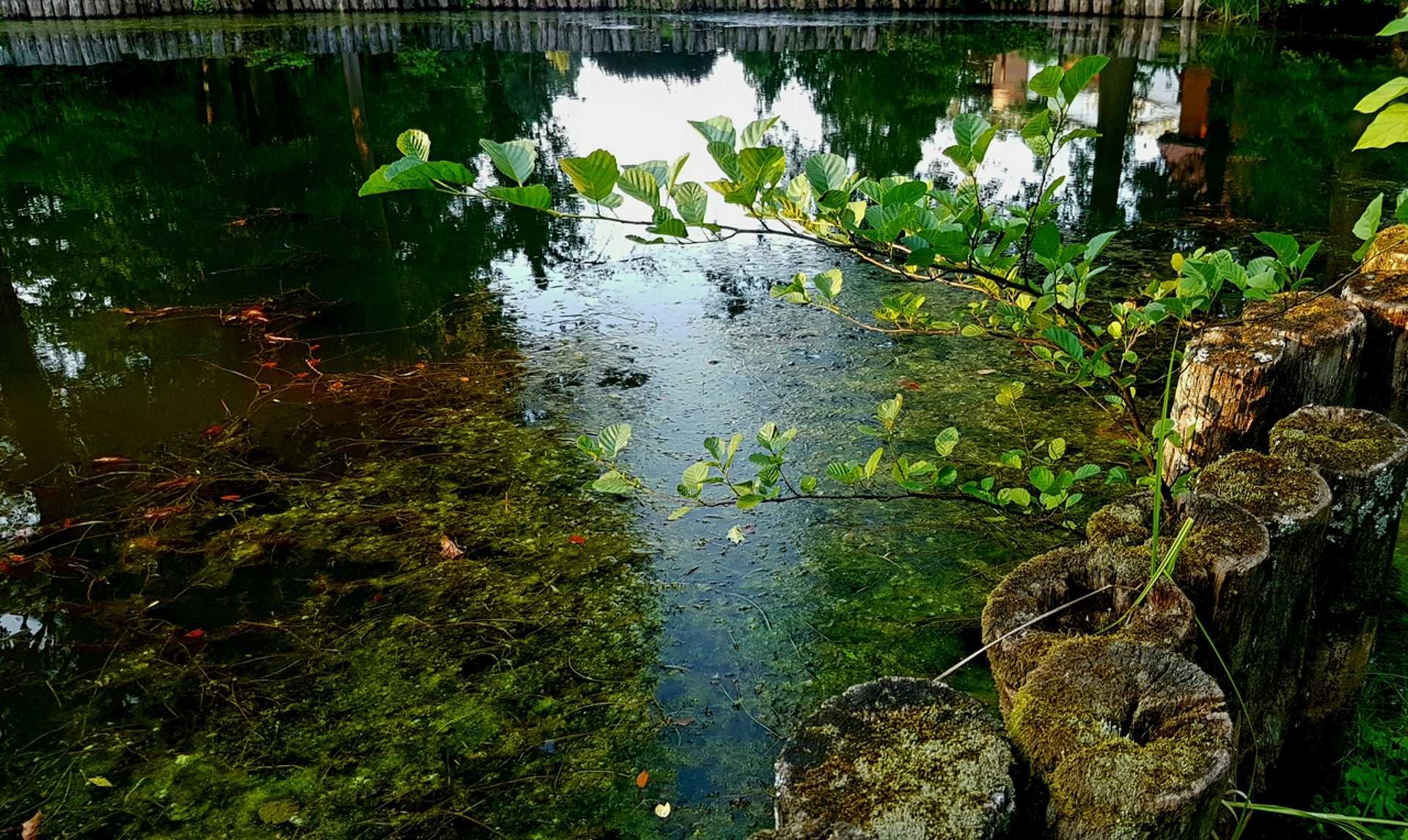 arborétum