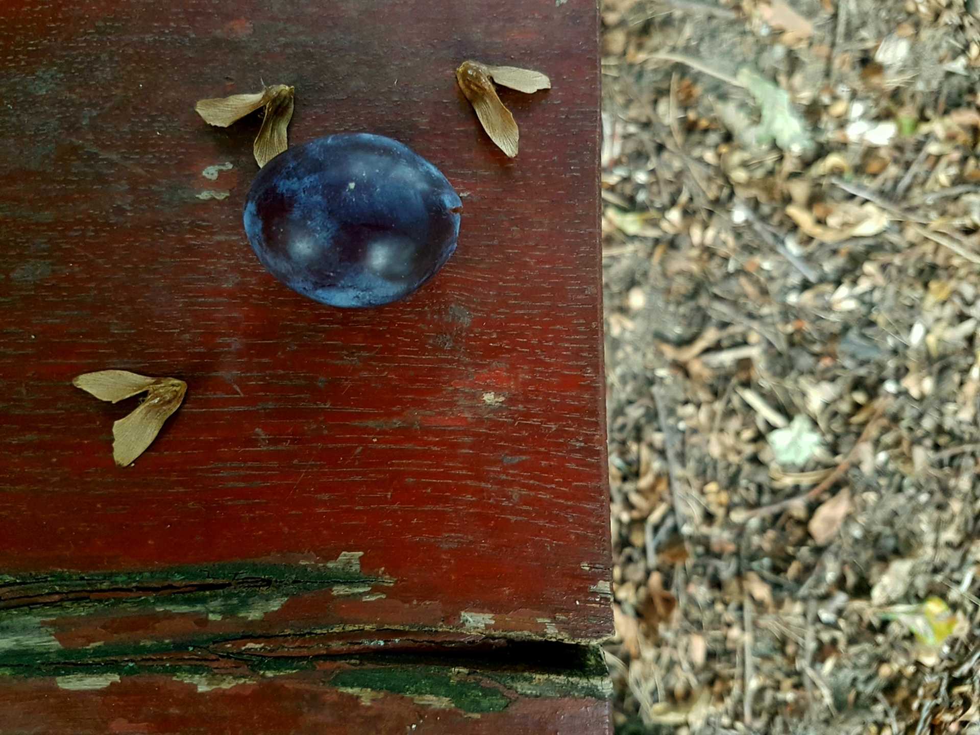 arborétum