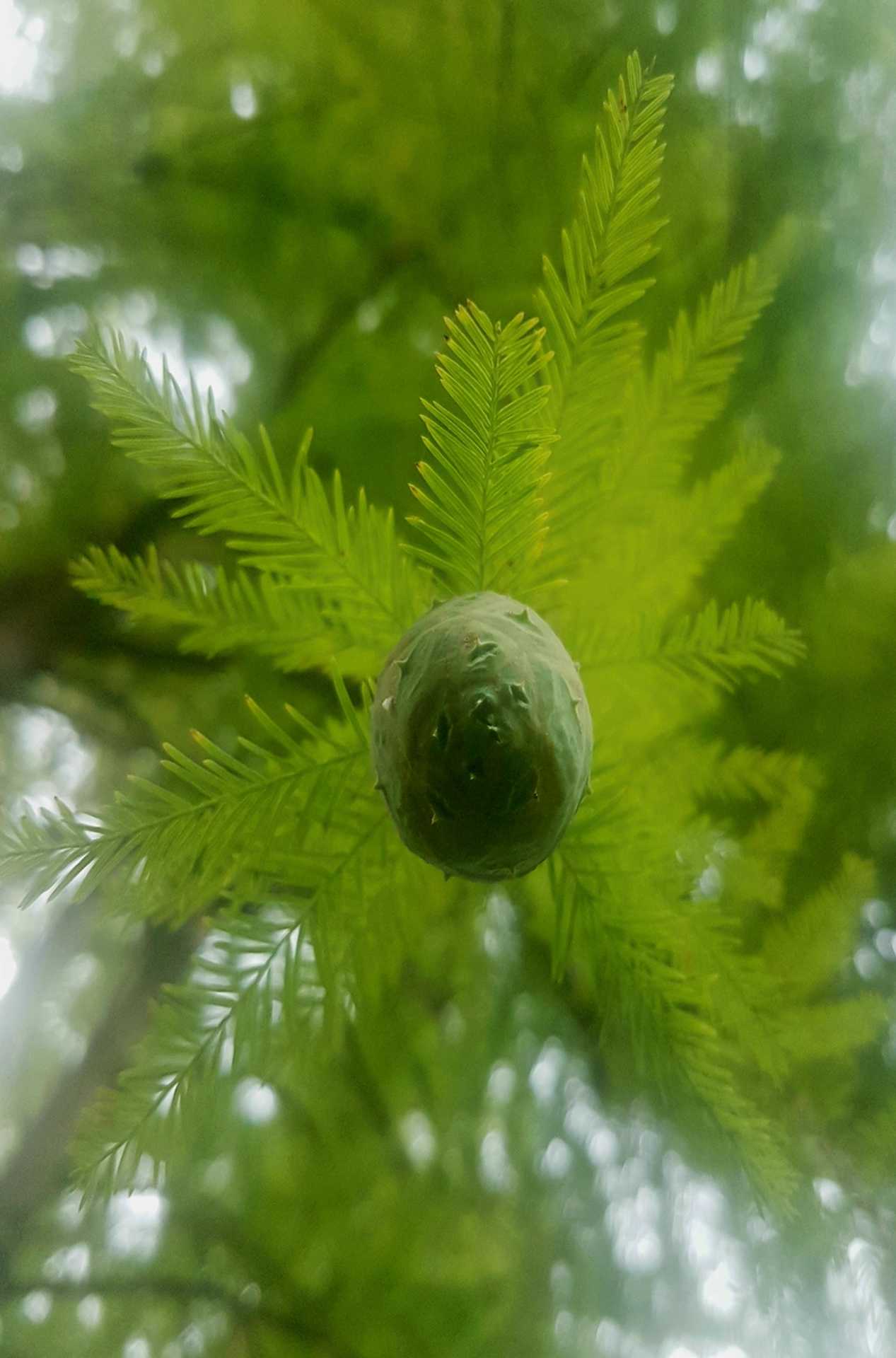 arborétum