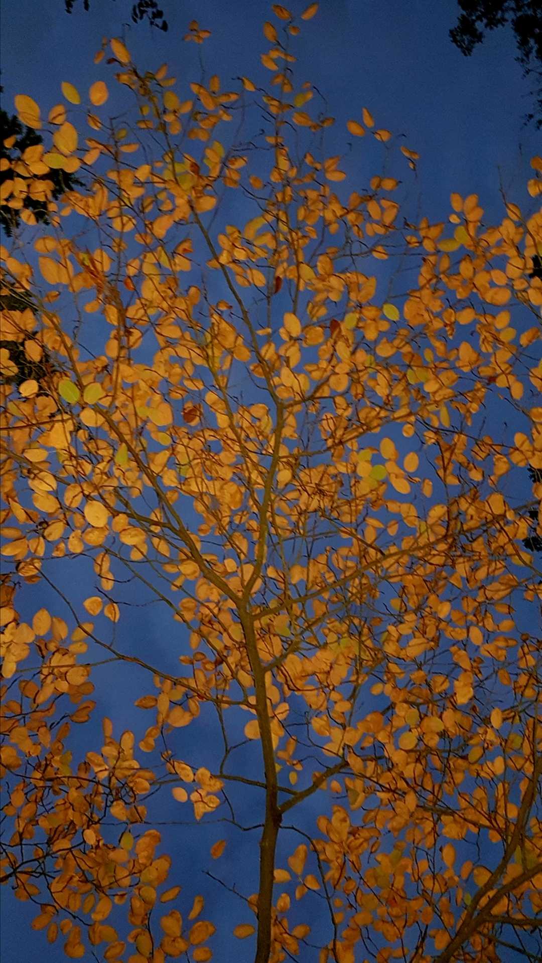 arborétum