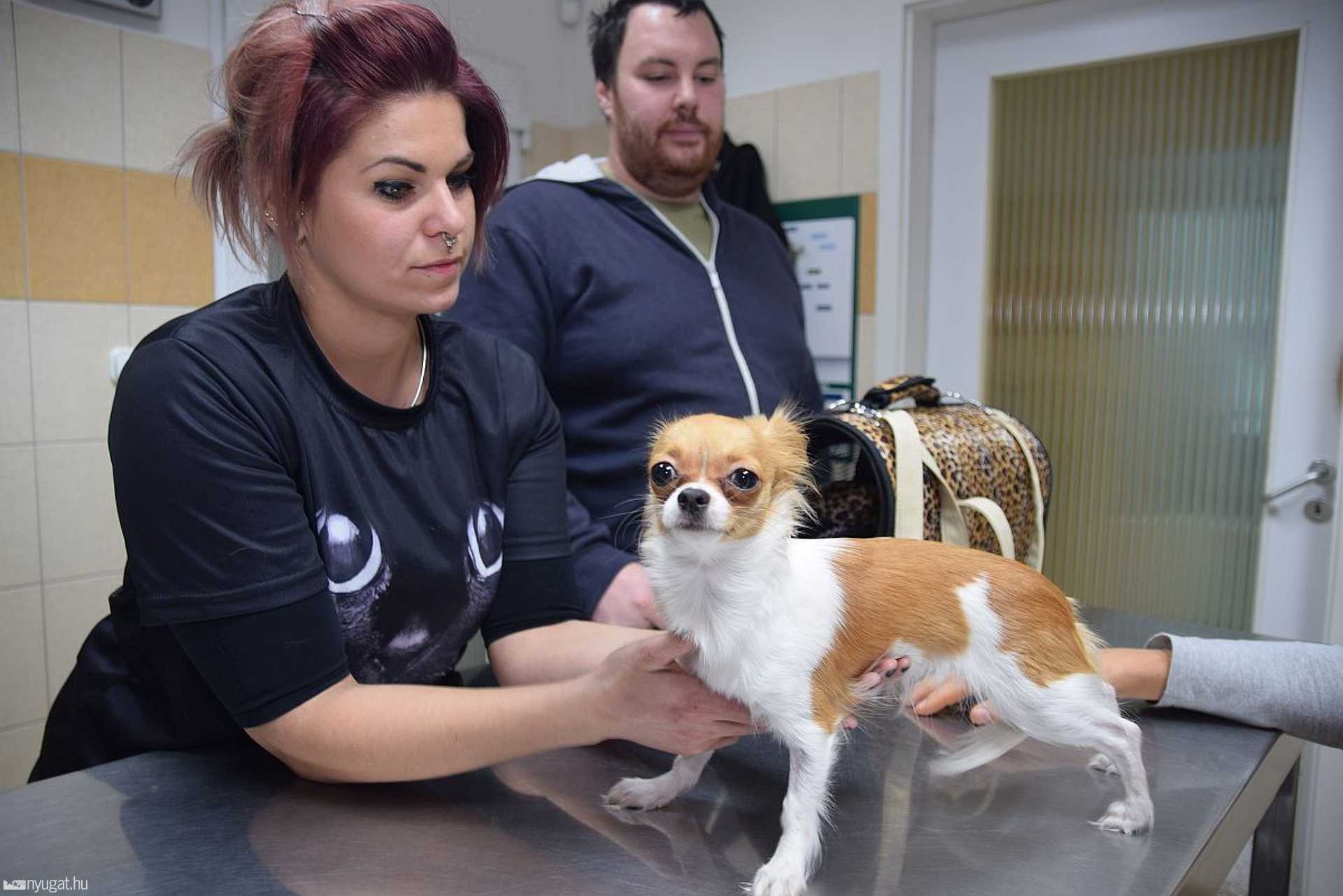 Ügyelet a Szombathelyi Állatkórházban