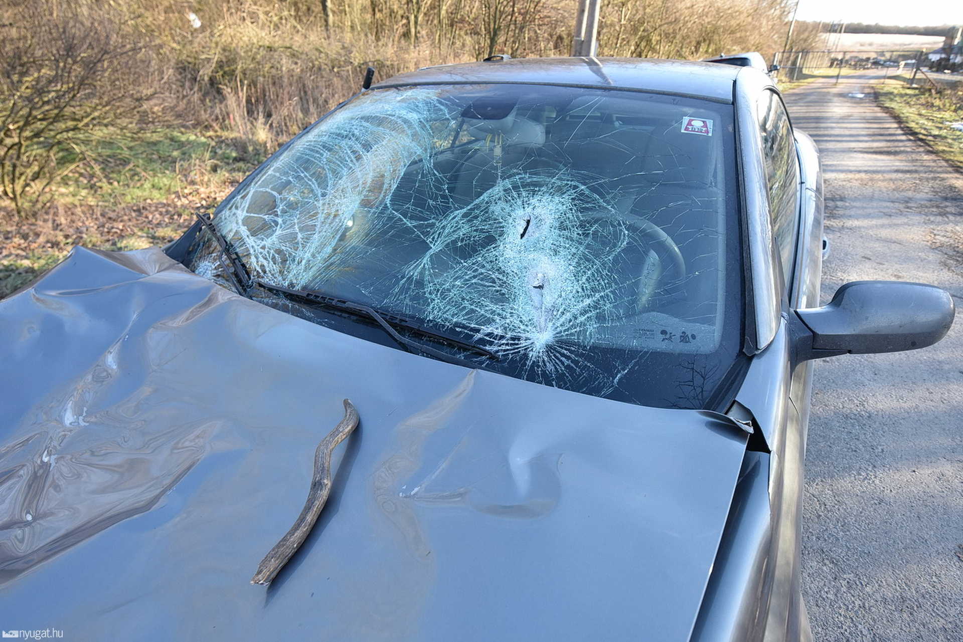 Szarvast ütött el egy Renault Sitkénél