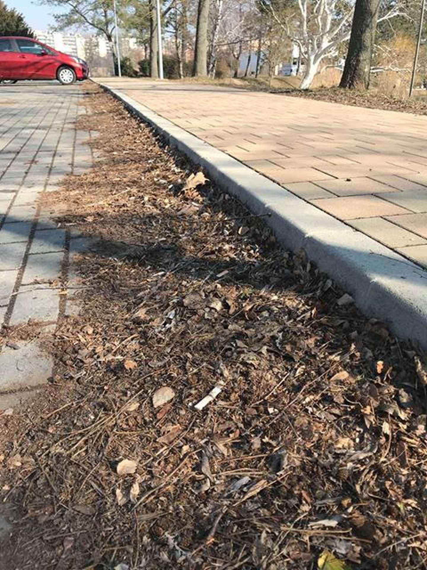 Ősz óta nem sikerült összegyűjteni az leveleket a Csónakázó tó körül