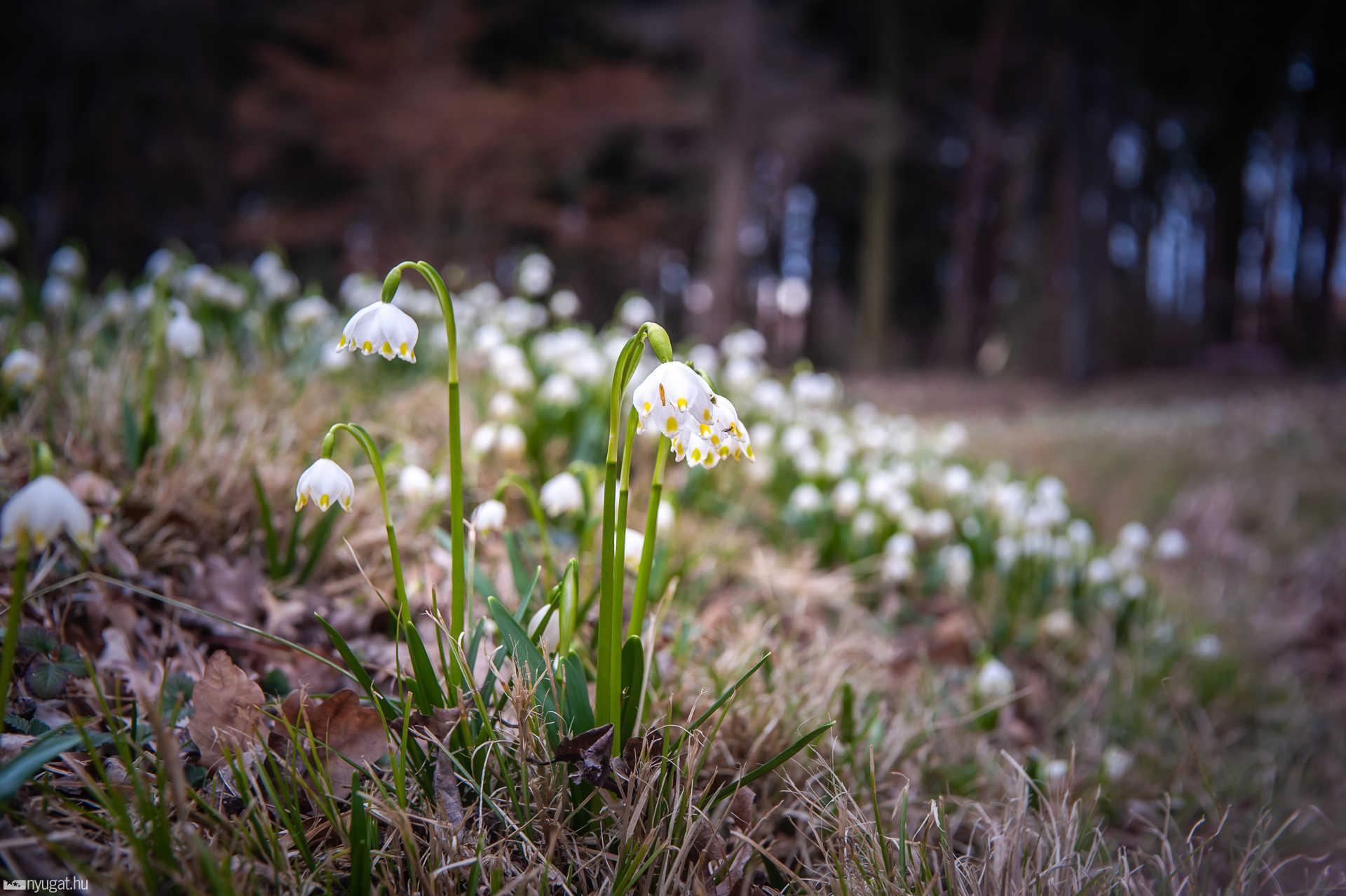 Arborétum tavasz 2019