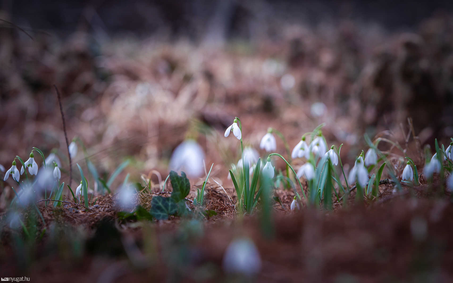 Arborétum tavasz 2019