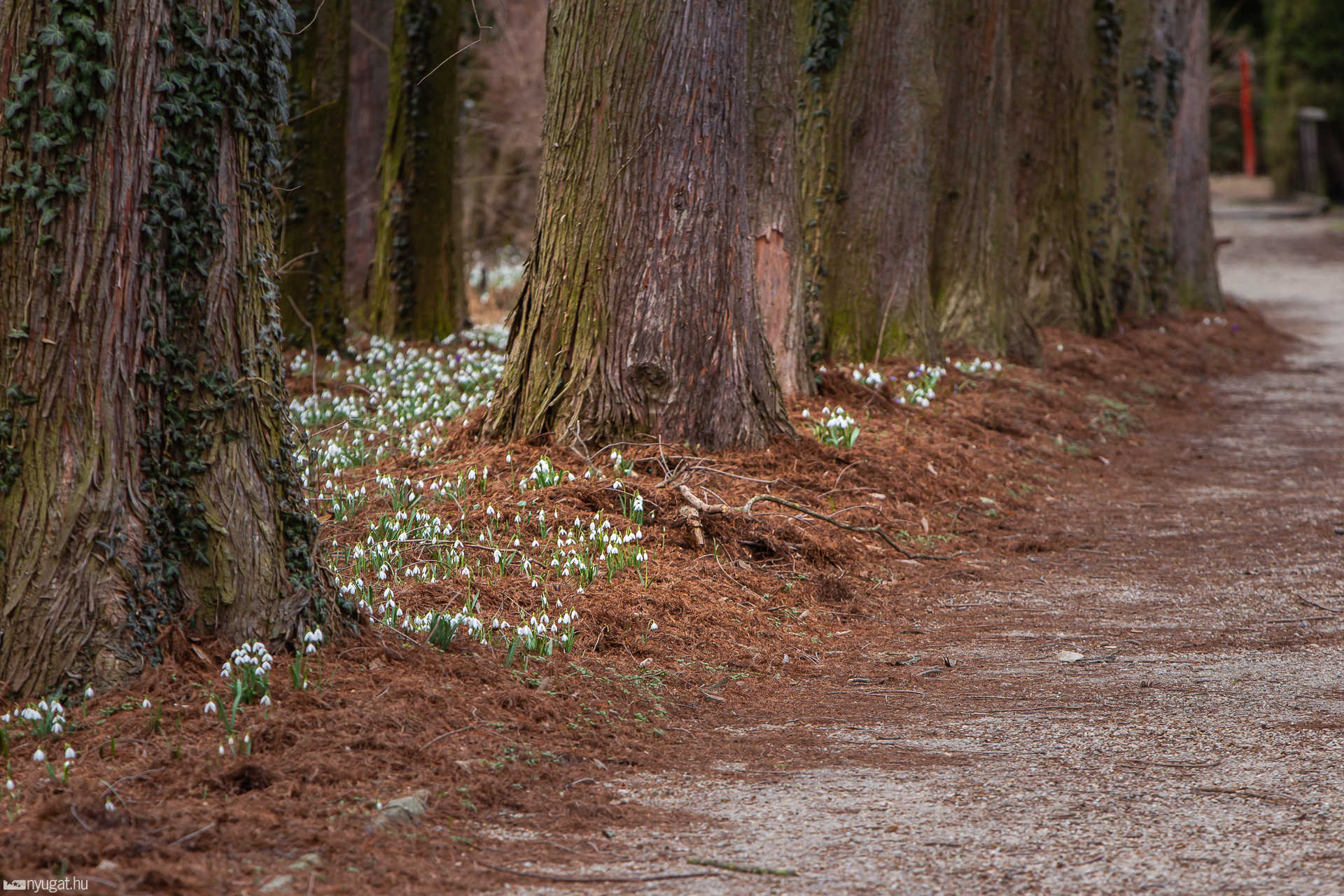 Arborétum tavasz 2019