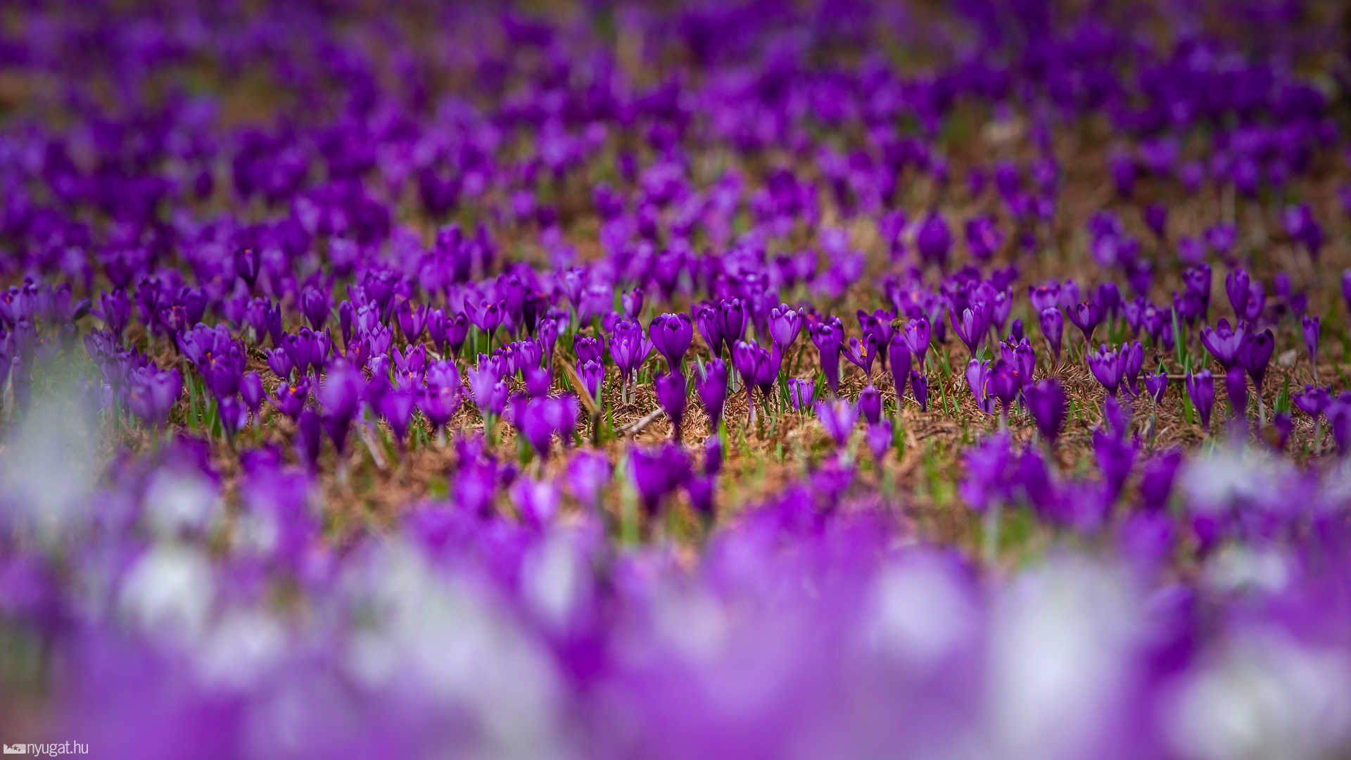 Arborétum tavasz 2019