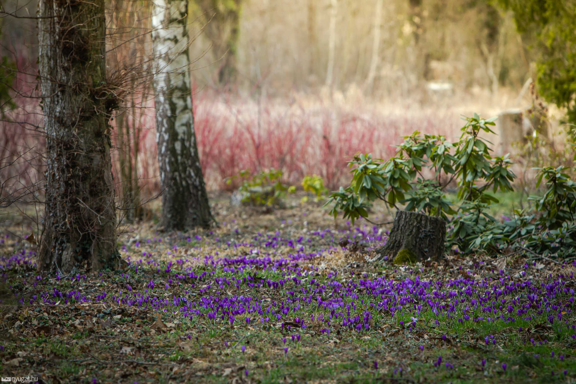 Arborétum tavasz 2019