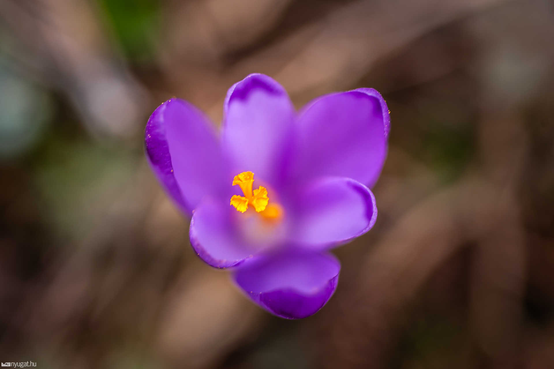 Arborétum tavasz 2019