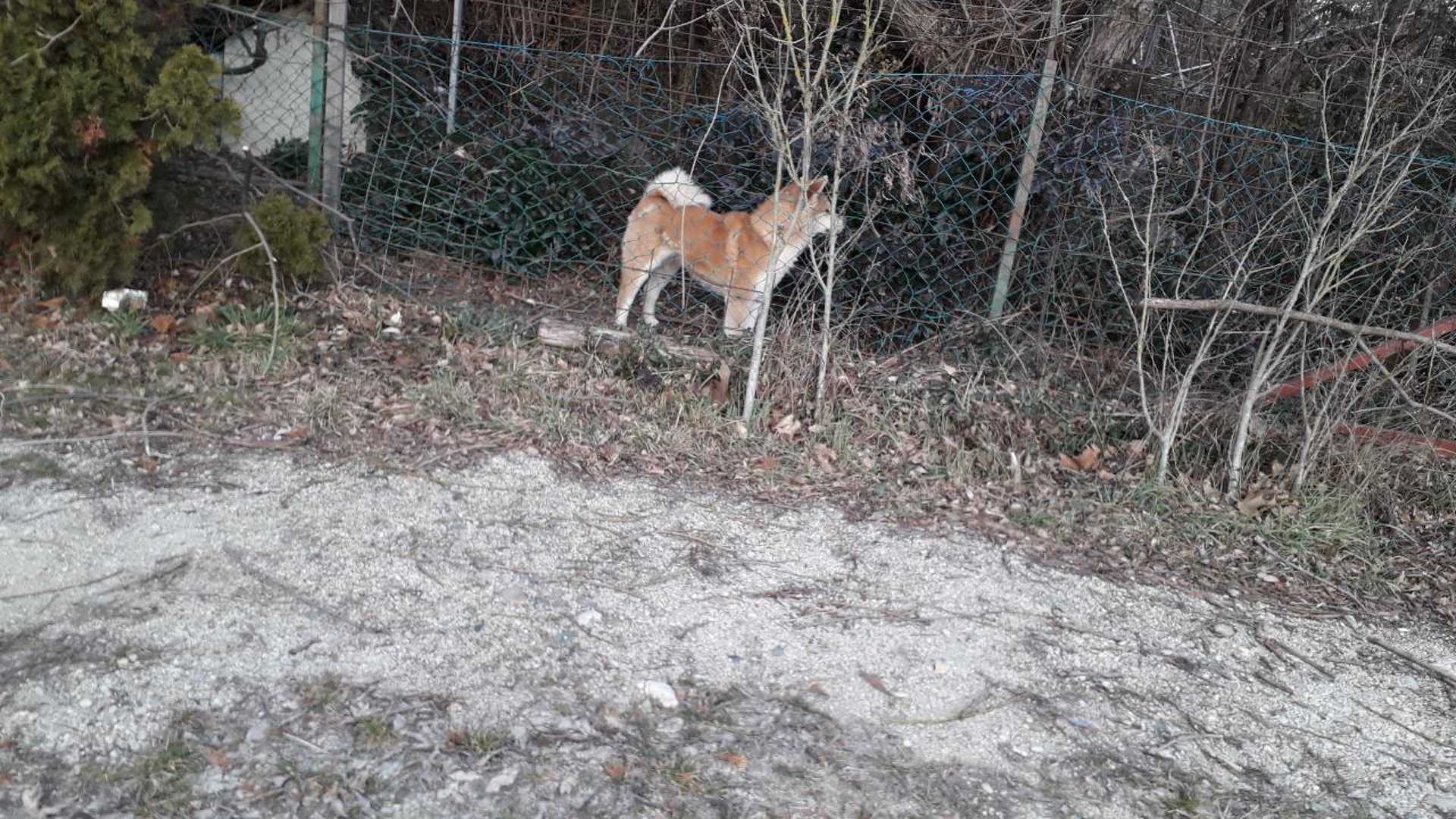 A japán akita nőstény párja és az emlegetett kerítés