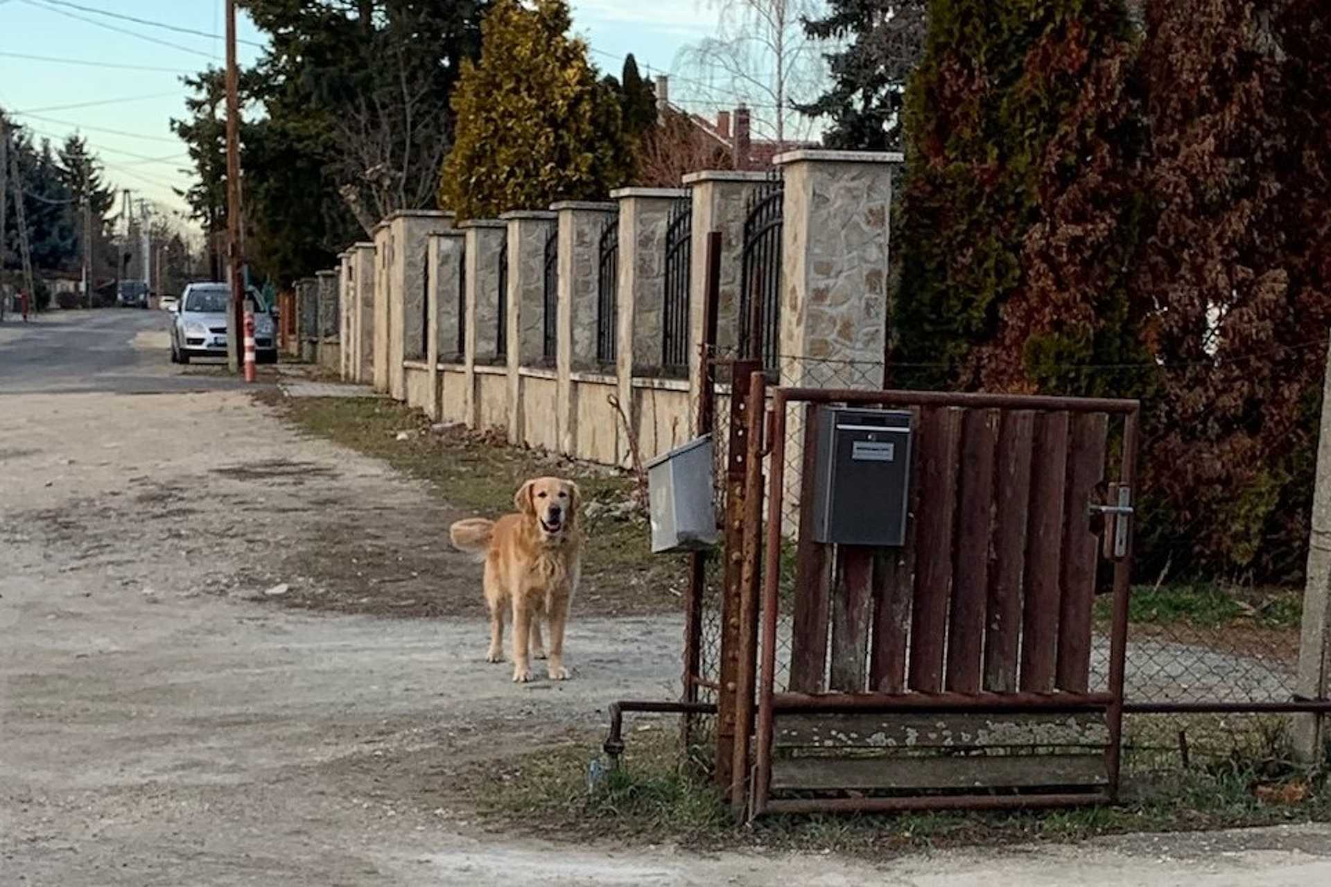 kutyatámadás akita