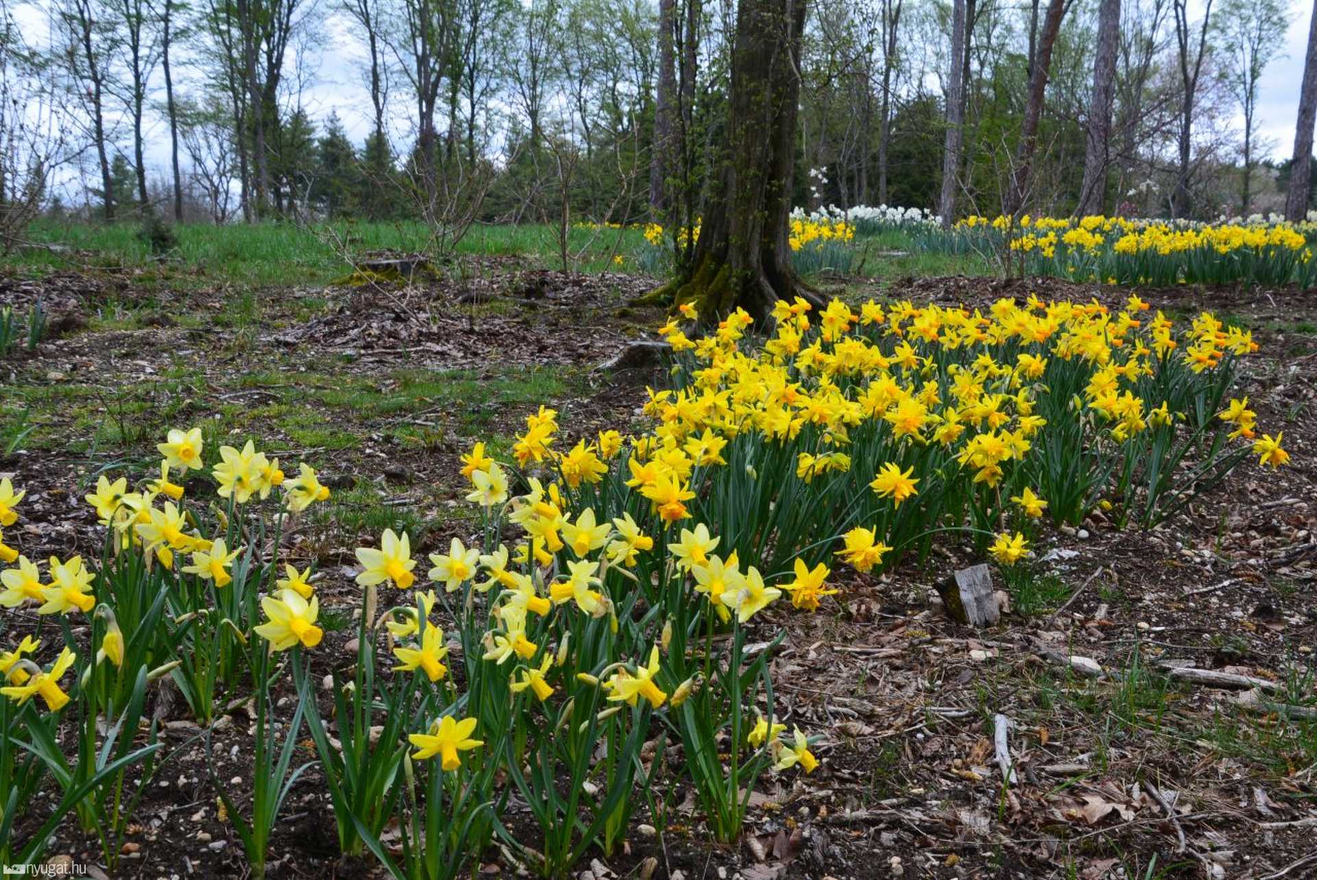 Kora tavaszi virágok a jeli arborétumban 