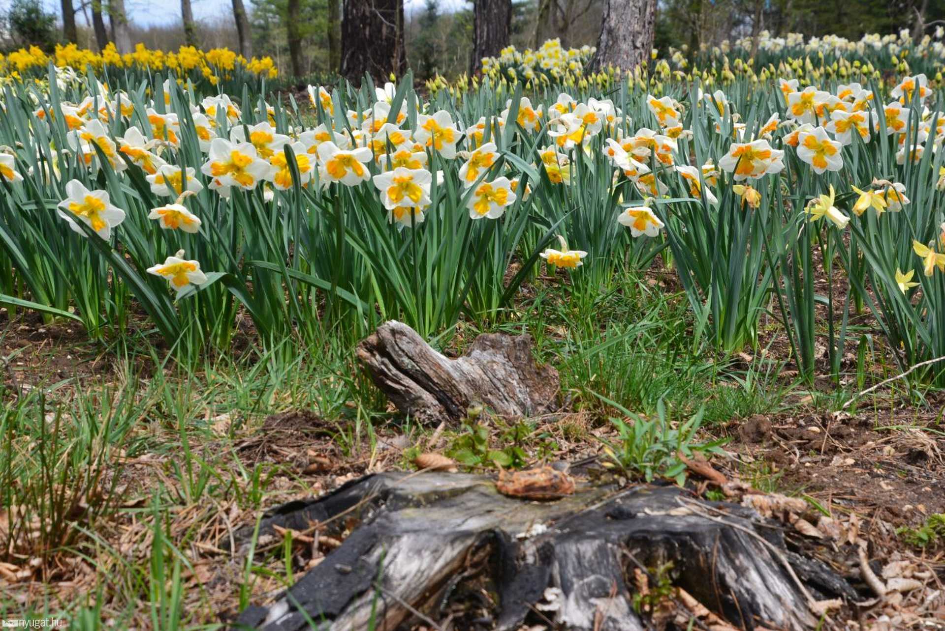 Kora tavaszi virágok a jeli arborétumban 
