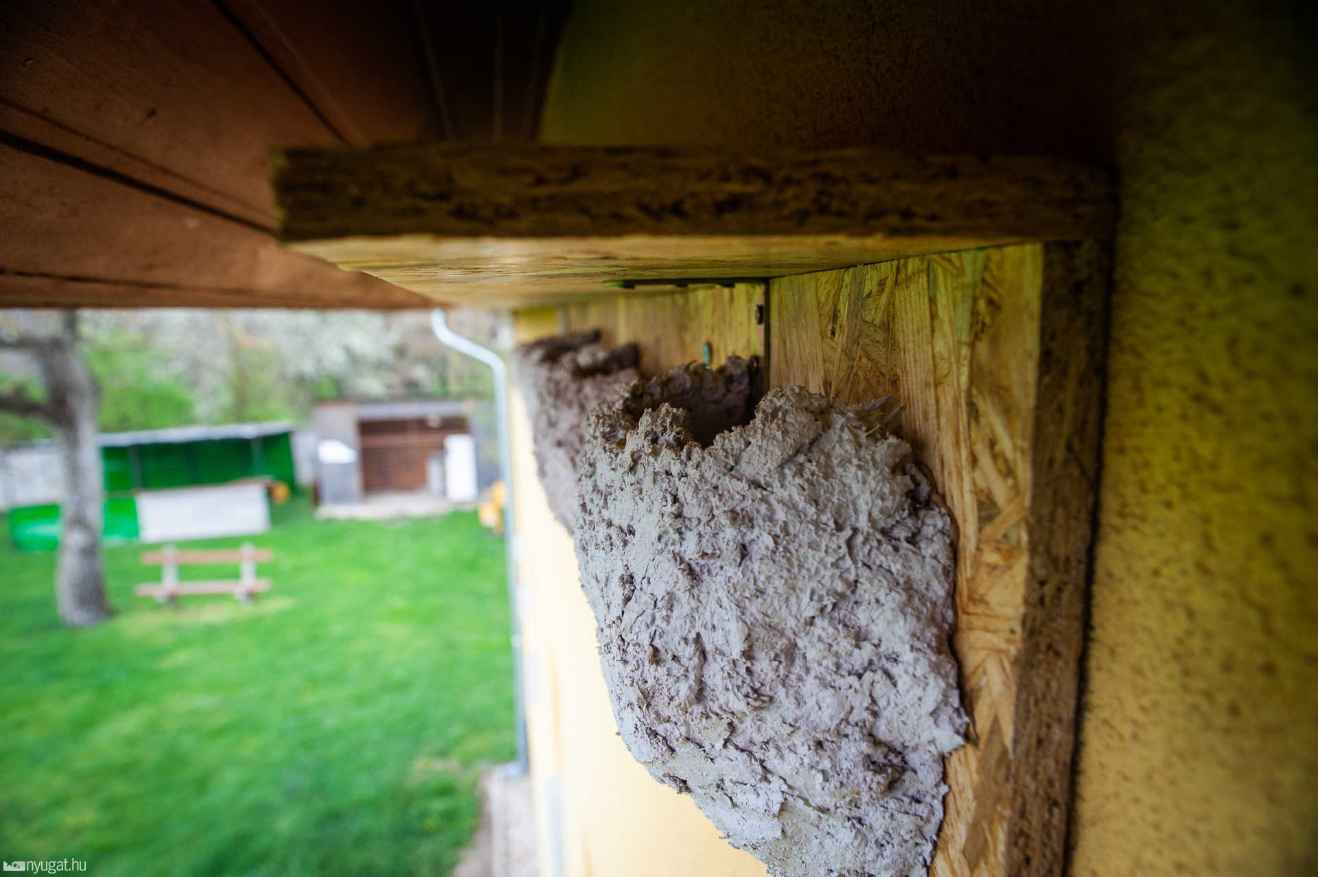 Fecskefészkek Bozzaiban