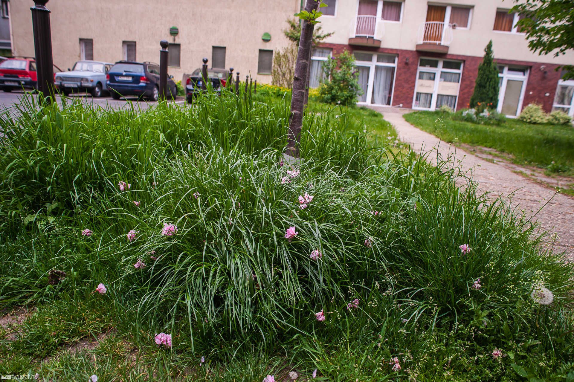 Elburjánzott az aljnövényzet