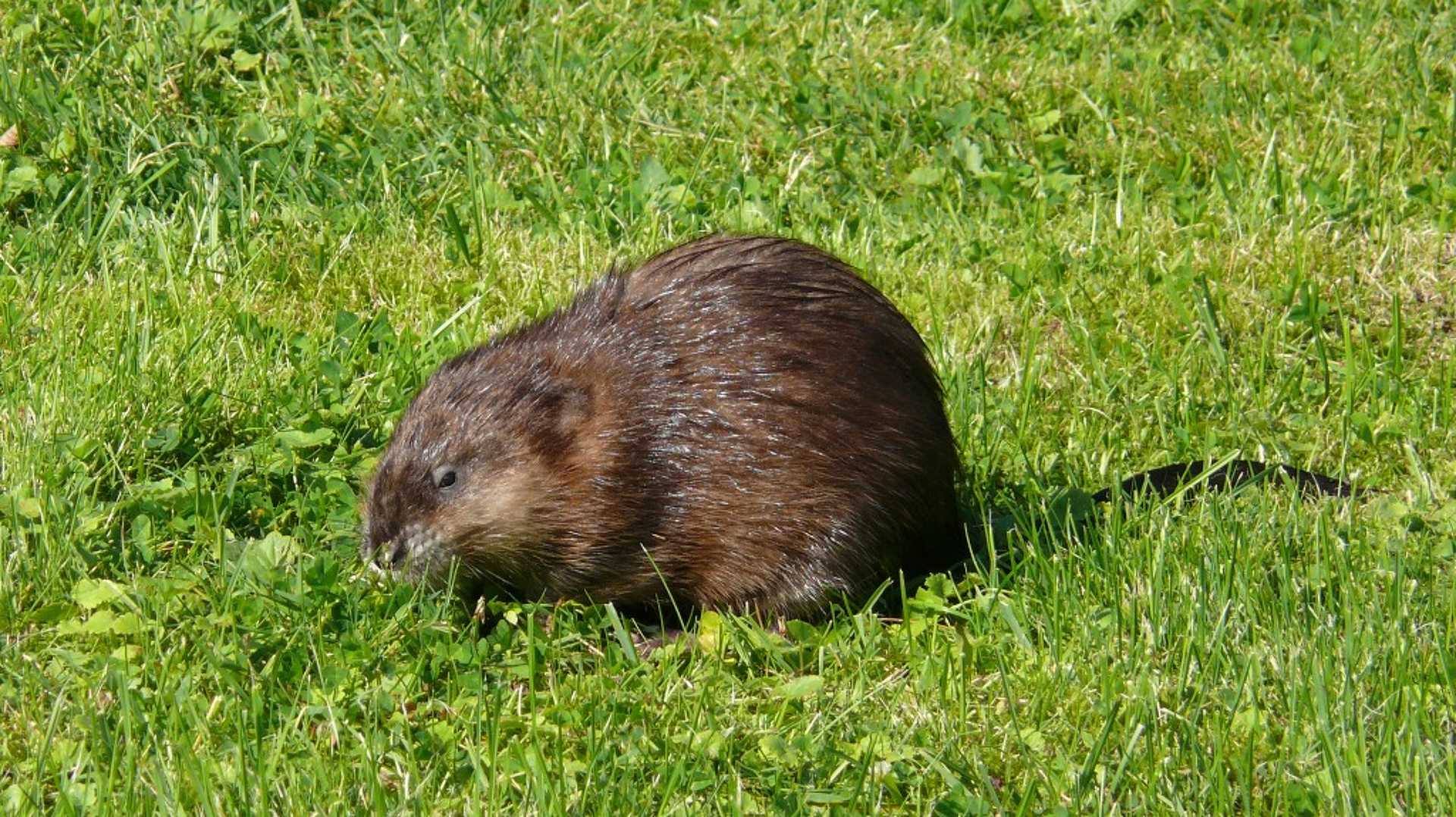 Pézsmapockok mindenütt!