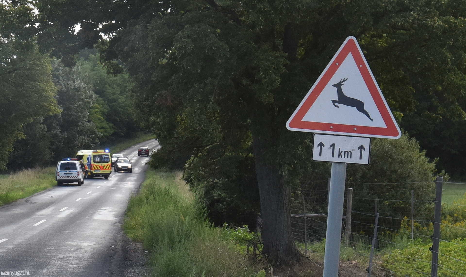 Robogóval gázolt őzet egy férfi Nárainál