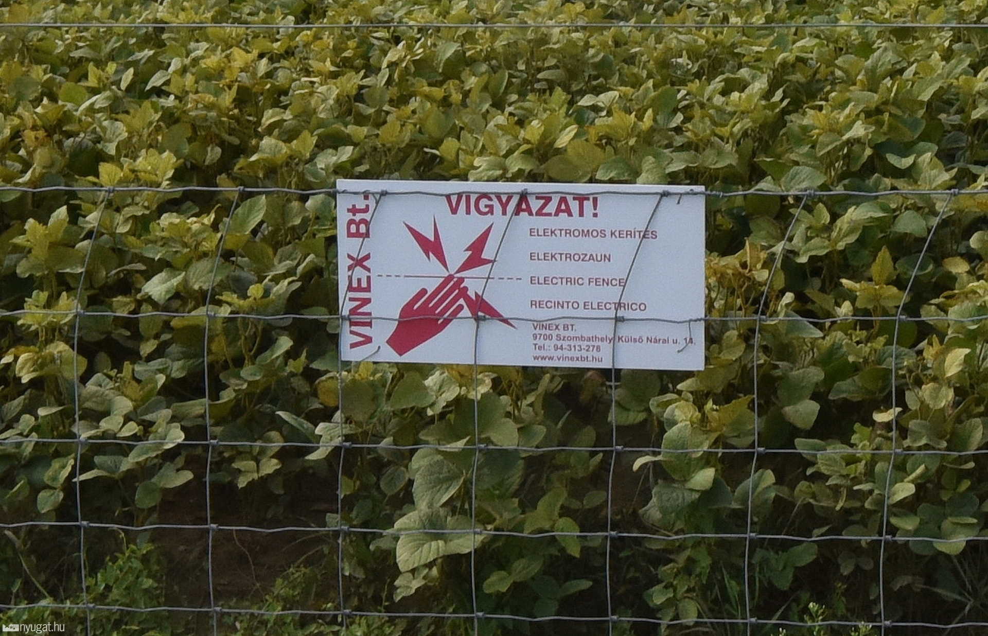 Robogóval gázolt őzet egy férfi Nárainál
