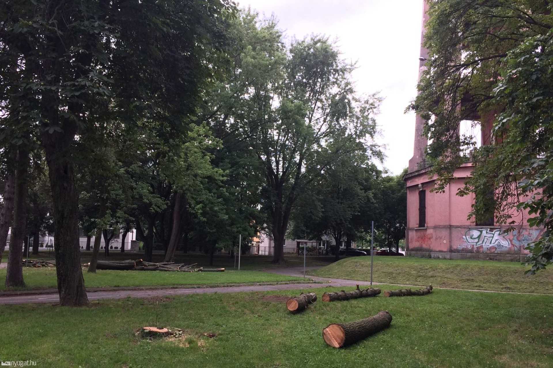 Kivágtak két fát a víztorony mellett