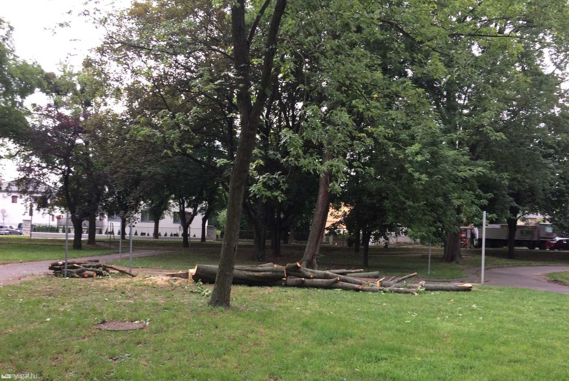 Kivágtak két fát a víztorony mellett