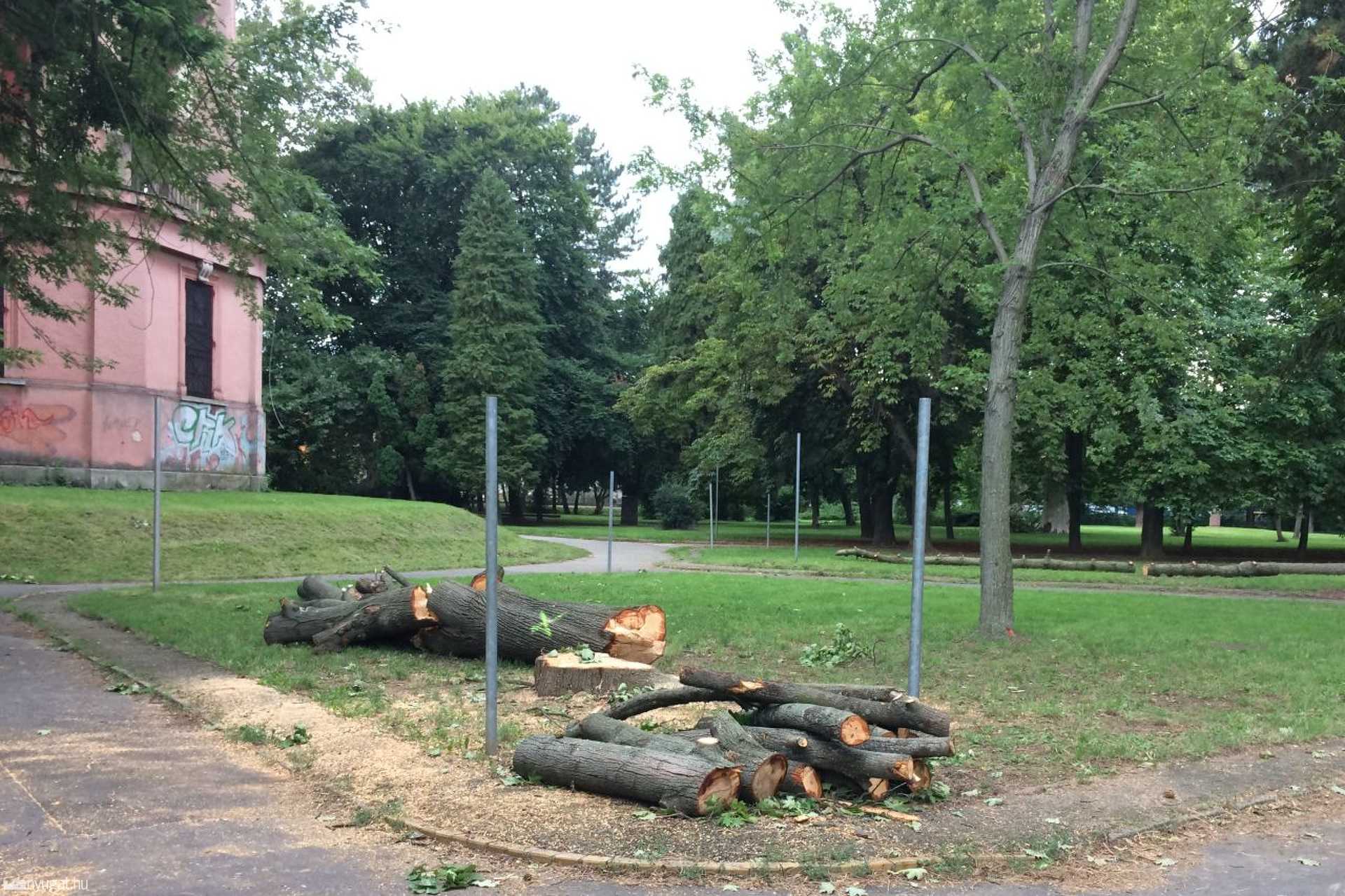 Kivágtak két fát a víztorony mellett