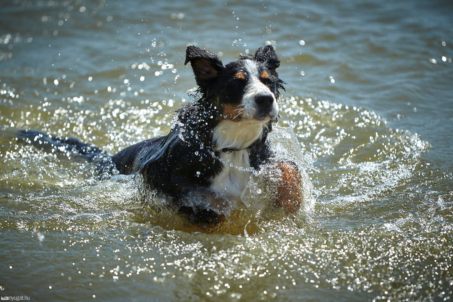 Hivatalosan is megnyílt a kutyastrand