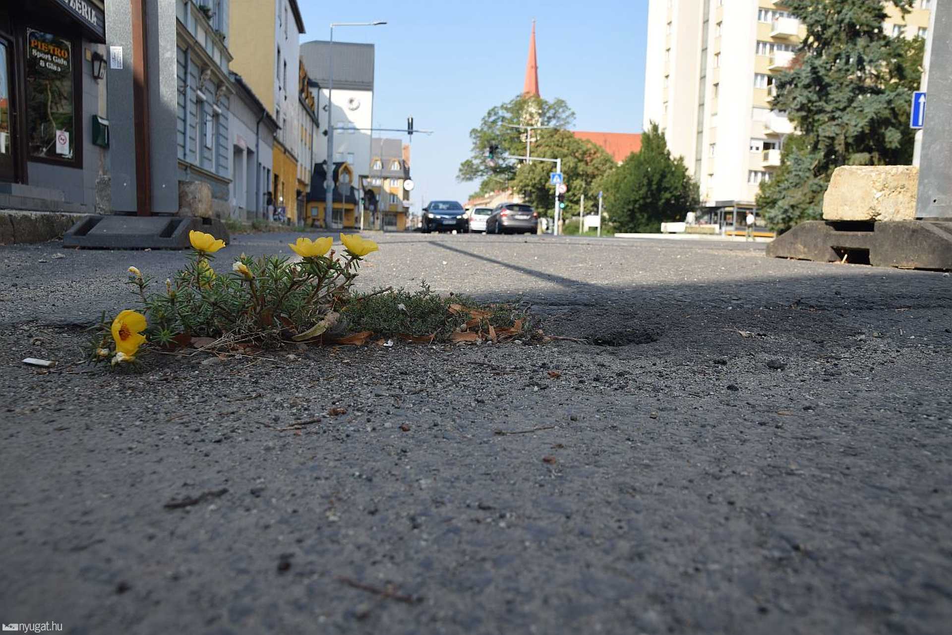 Virág nyílt a Petőfi út lezárt területén