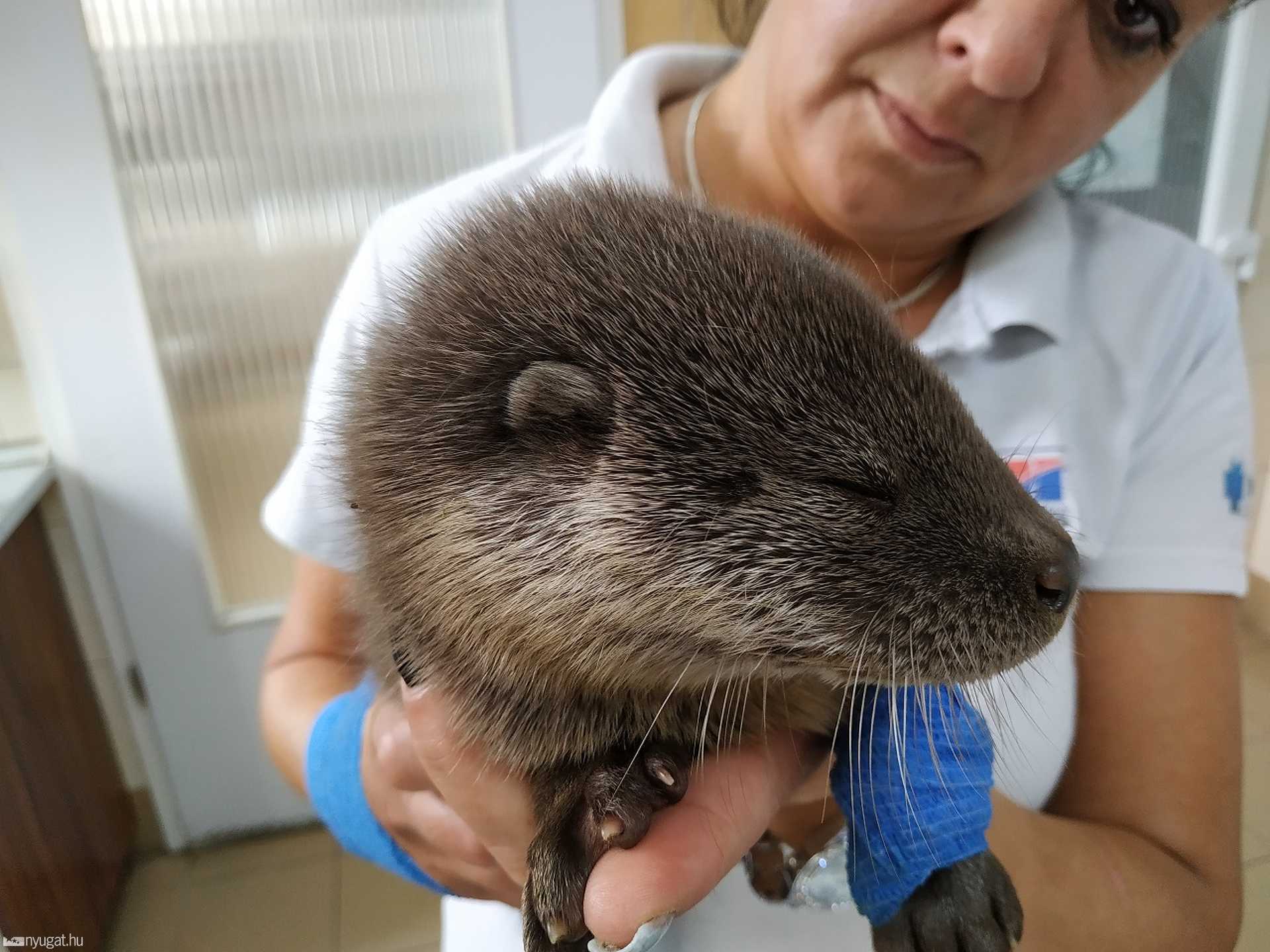 Vidra és sirály az Állatkórhábanz