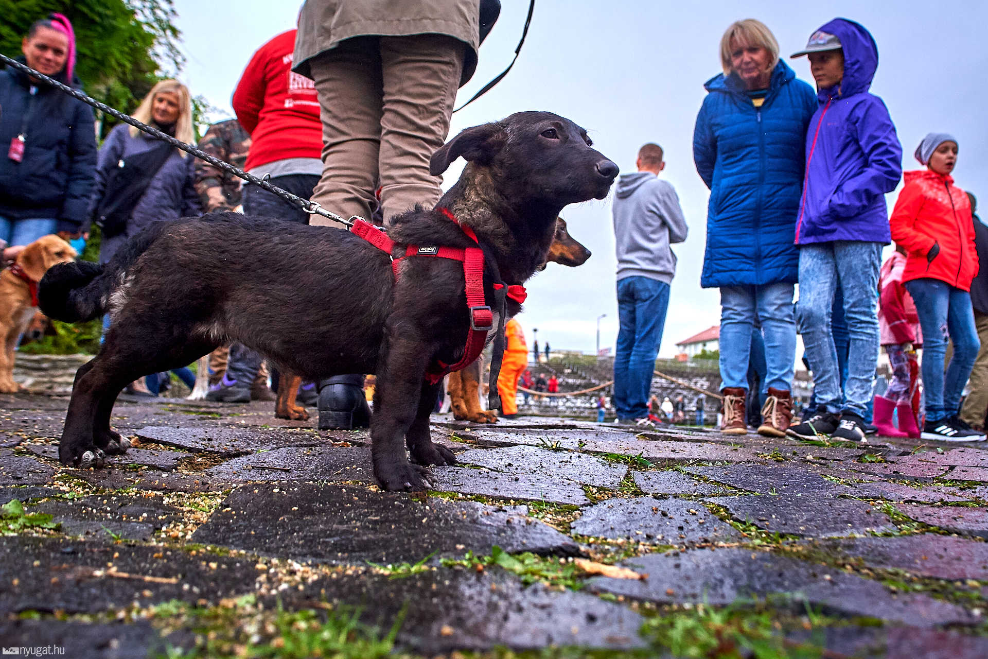 Kutyajó nap szombathelyen
