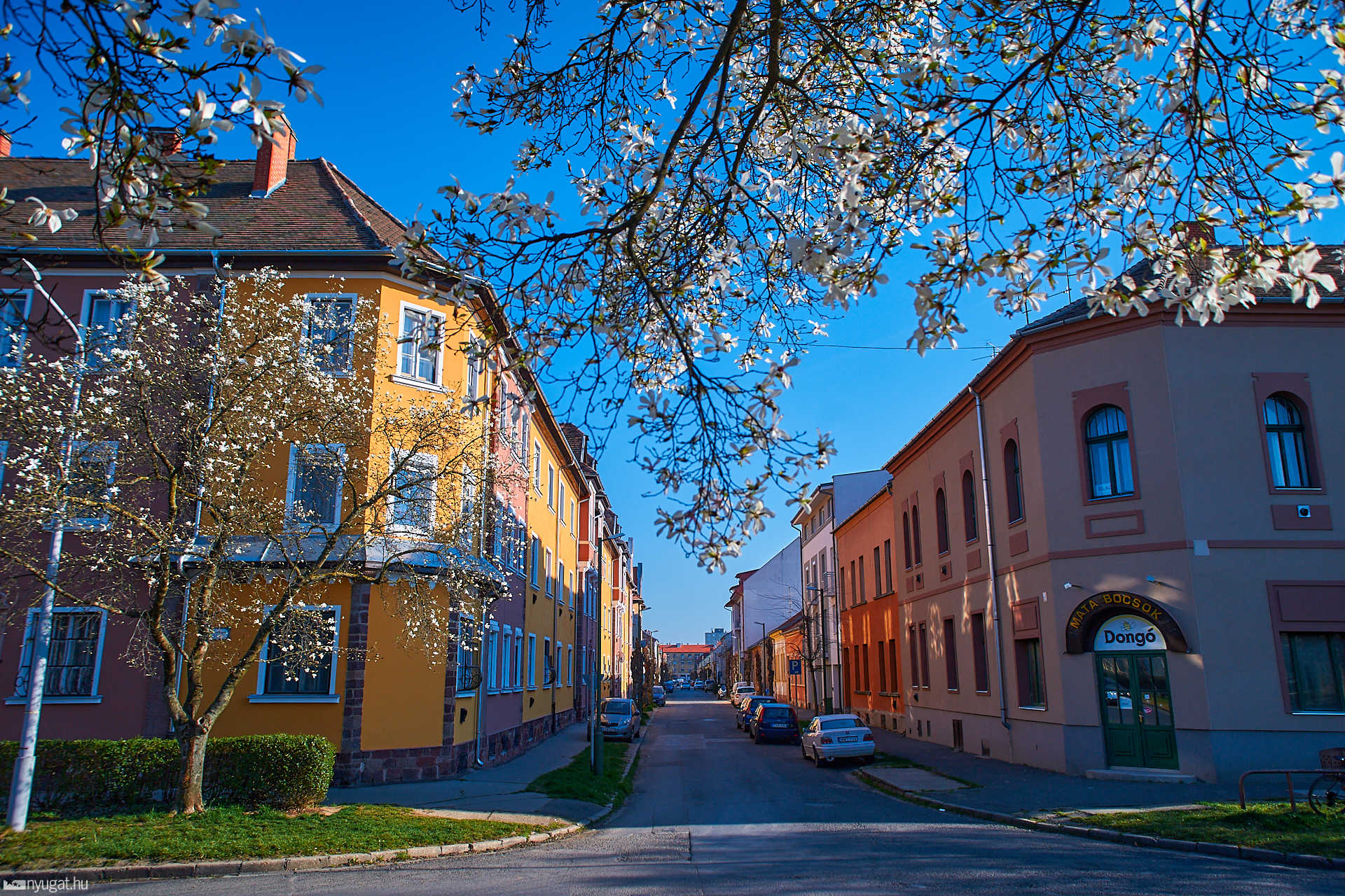 Nyíló Magnóliák Szombathelyen