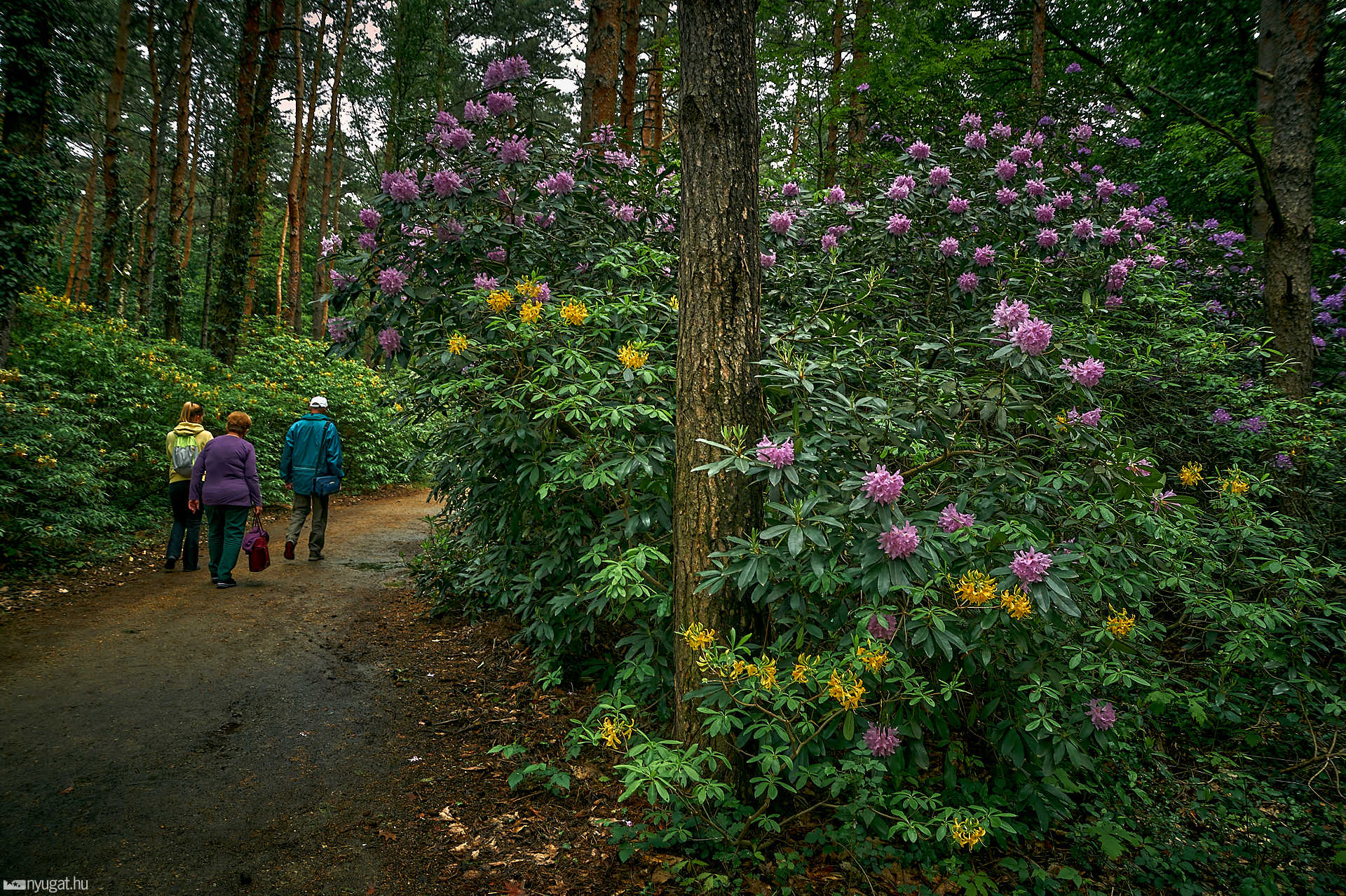 Megnyílt a jeli arborétum