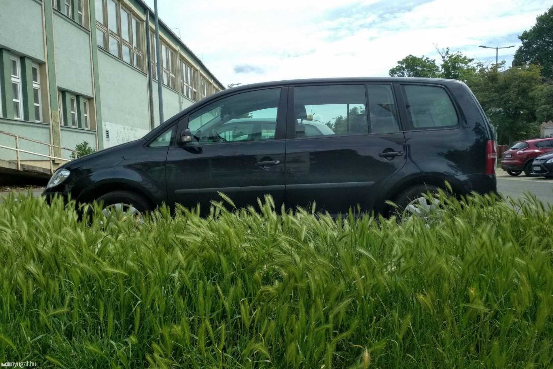 Virágok és gazok Szombathelyen