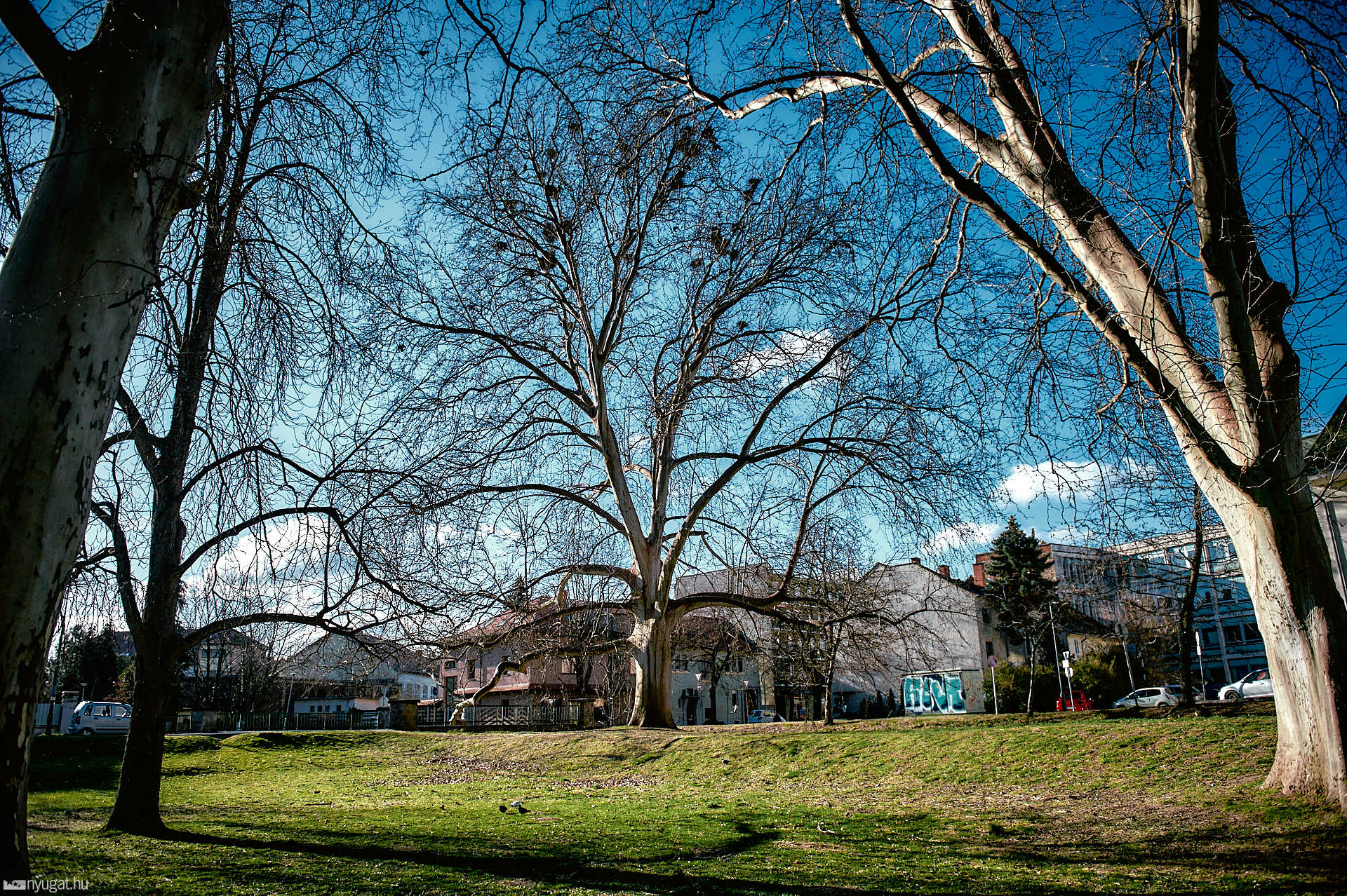 Pelikán park reggel