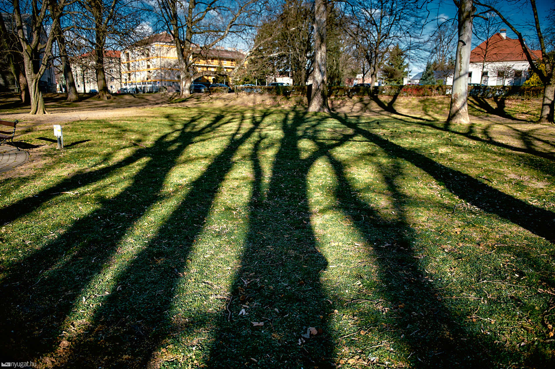 Pelikán park reggel