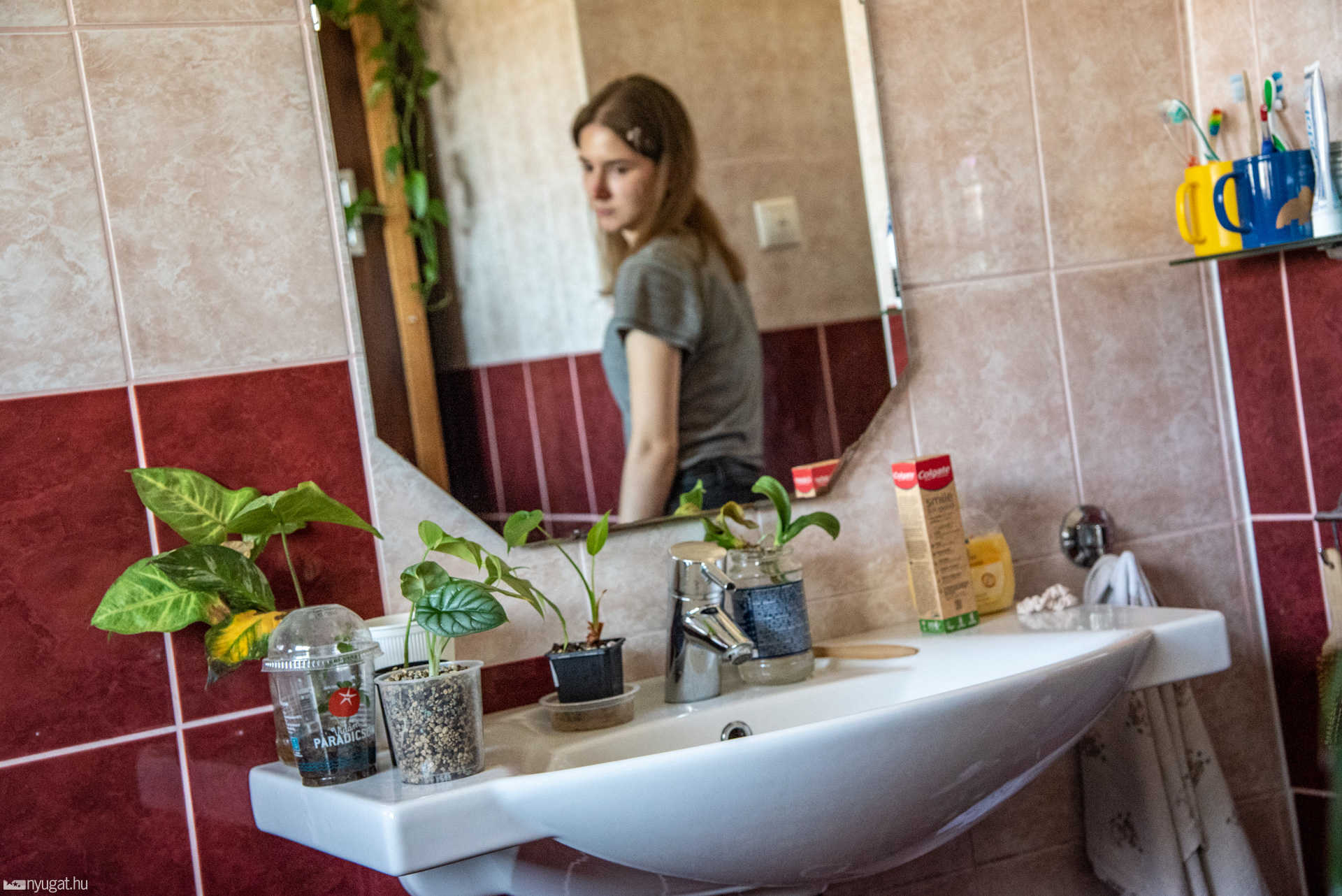 Keresztes Johanna növény gyűjteménye