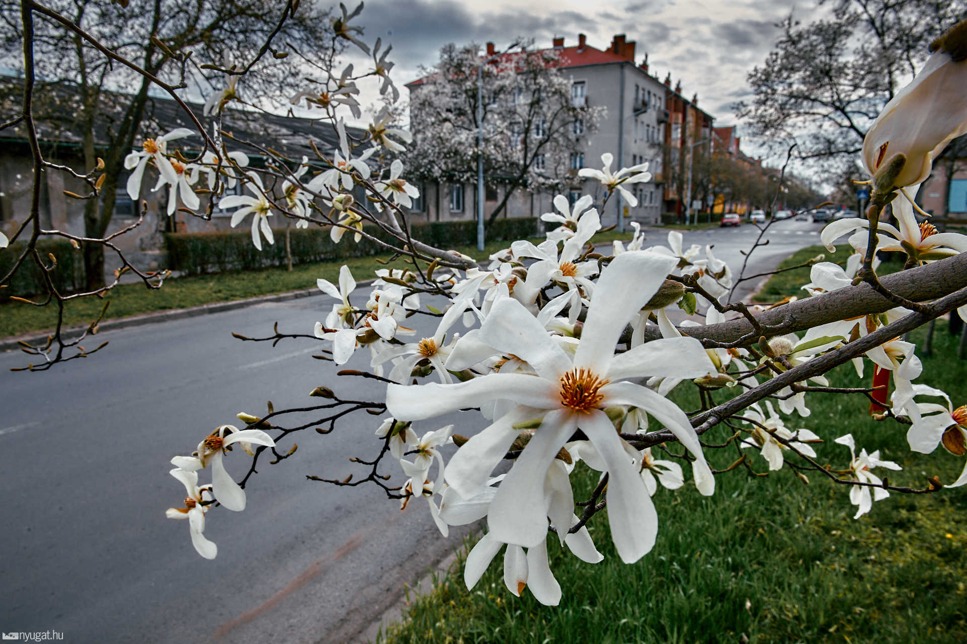 Kivirágzott Szombathely