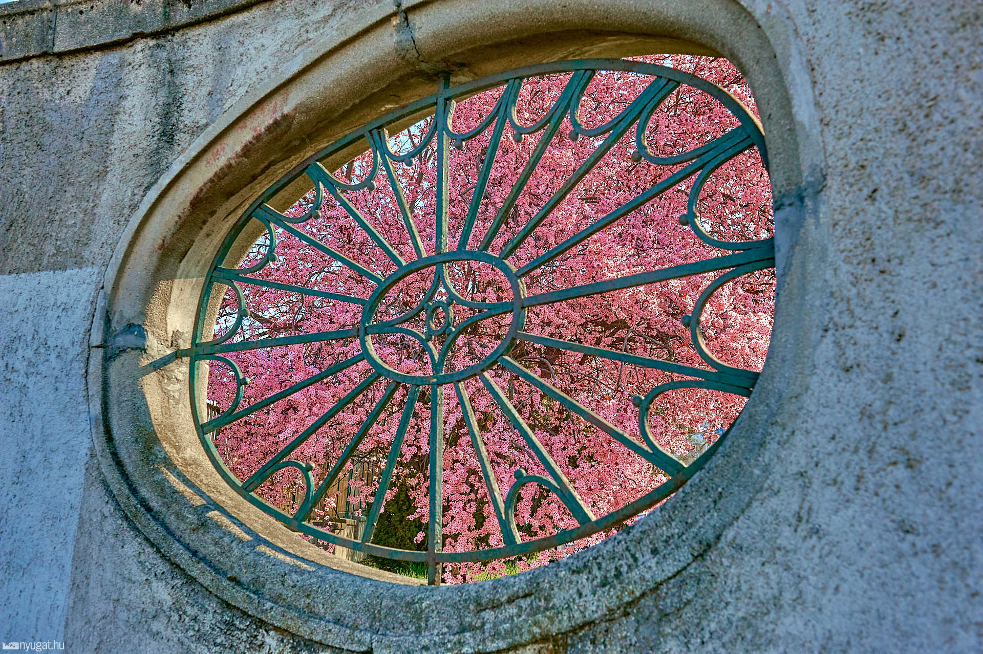 Kivirágzott Szombathely