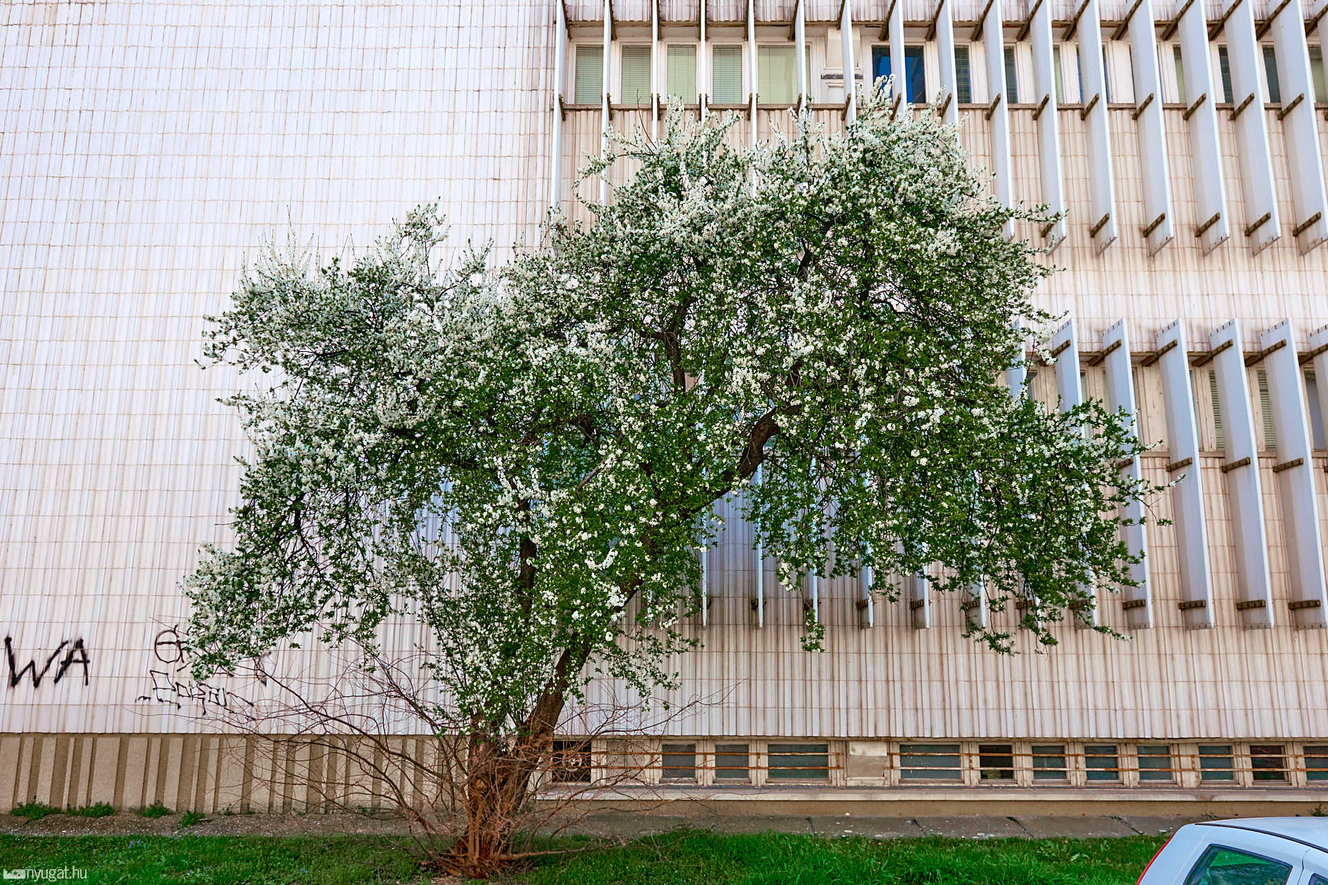 Kivirágzott Szombathely